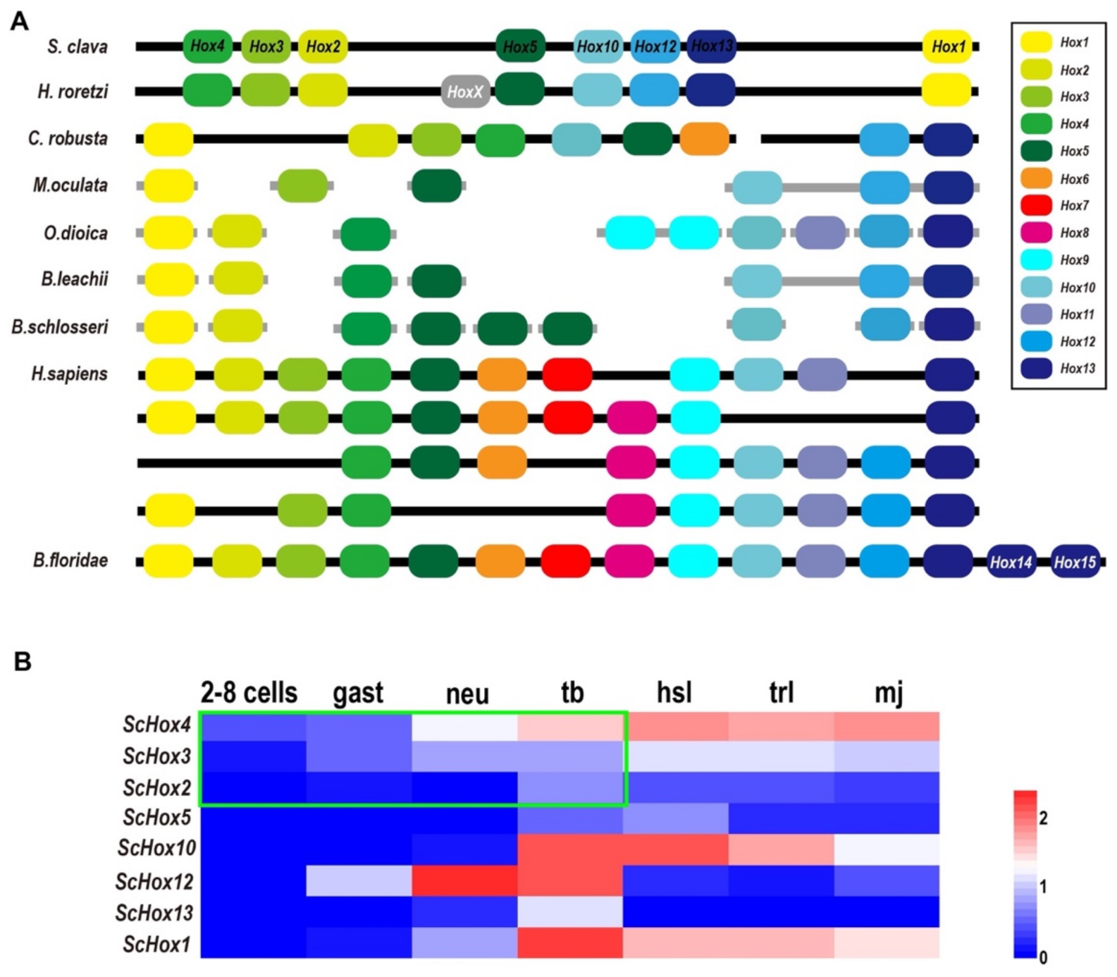 Ijms 22 04317 g004 Ijms 22 04317 g004