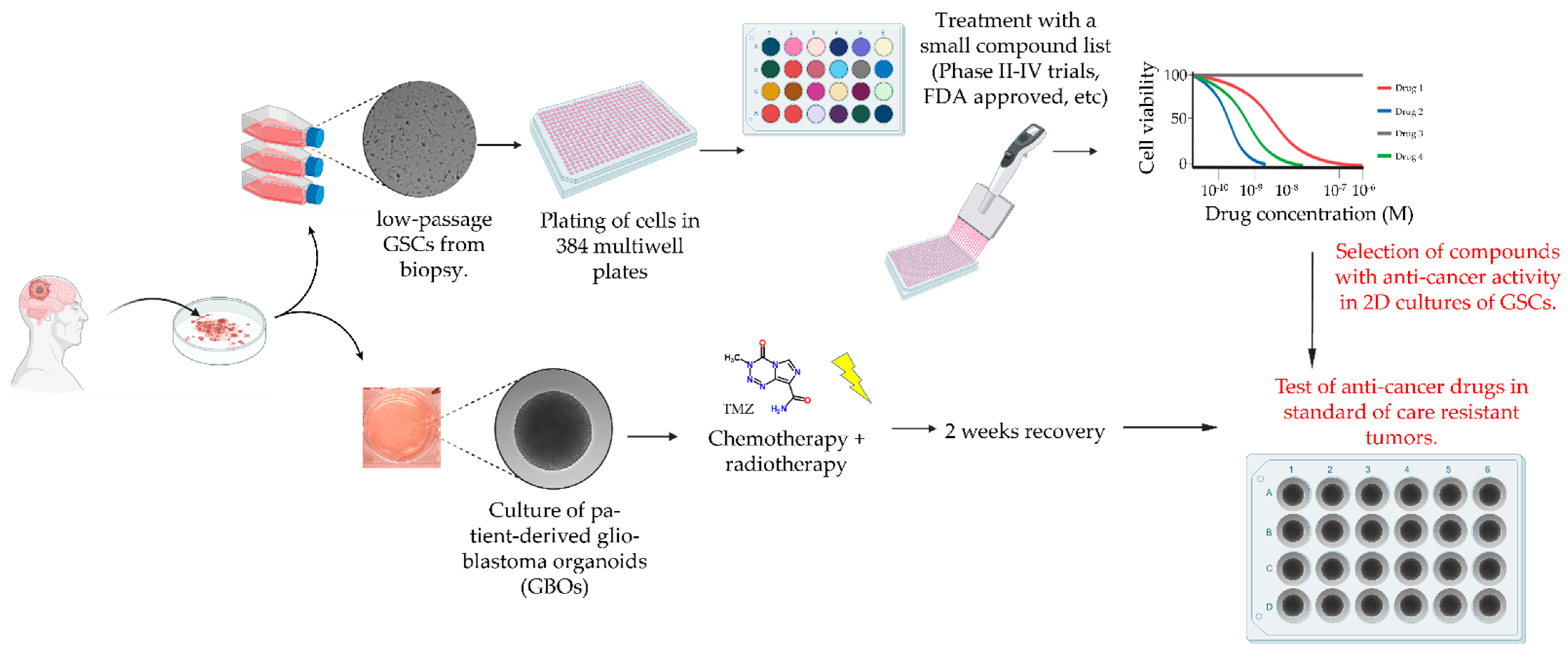 IJMS Free FullText A Drug Screening Pipeline Using 2D and 3D