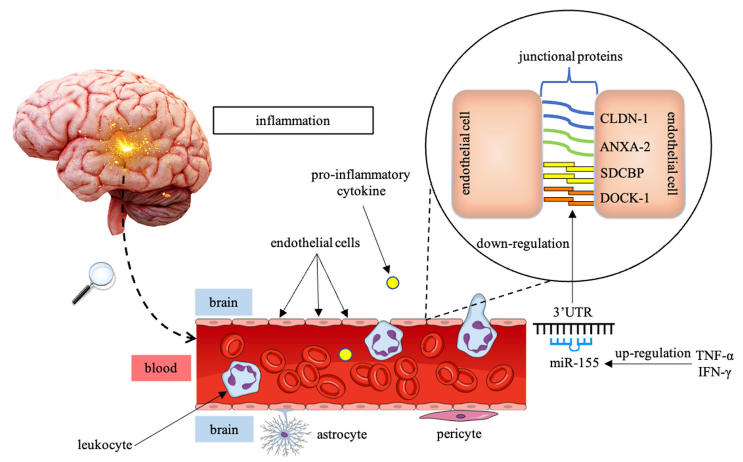thebrain 9 recover backup of attachments thebrain 9 recover backup of attachments