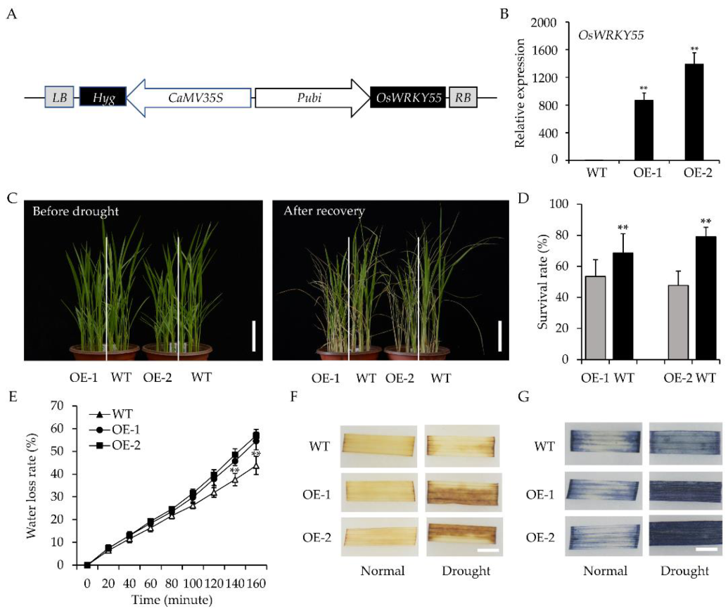 Ijms 22 04337 g001 Ijms 22 04337 g001