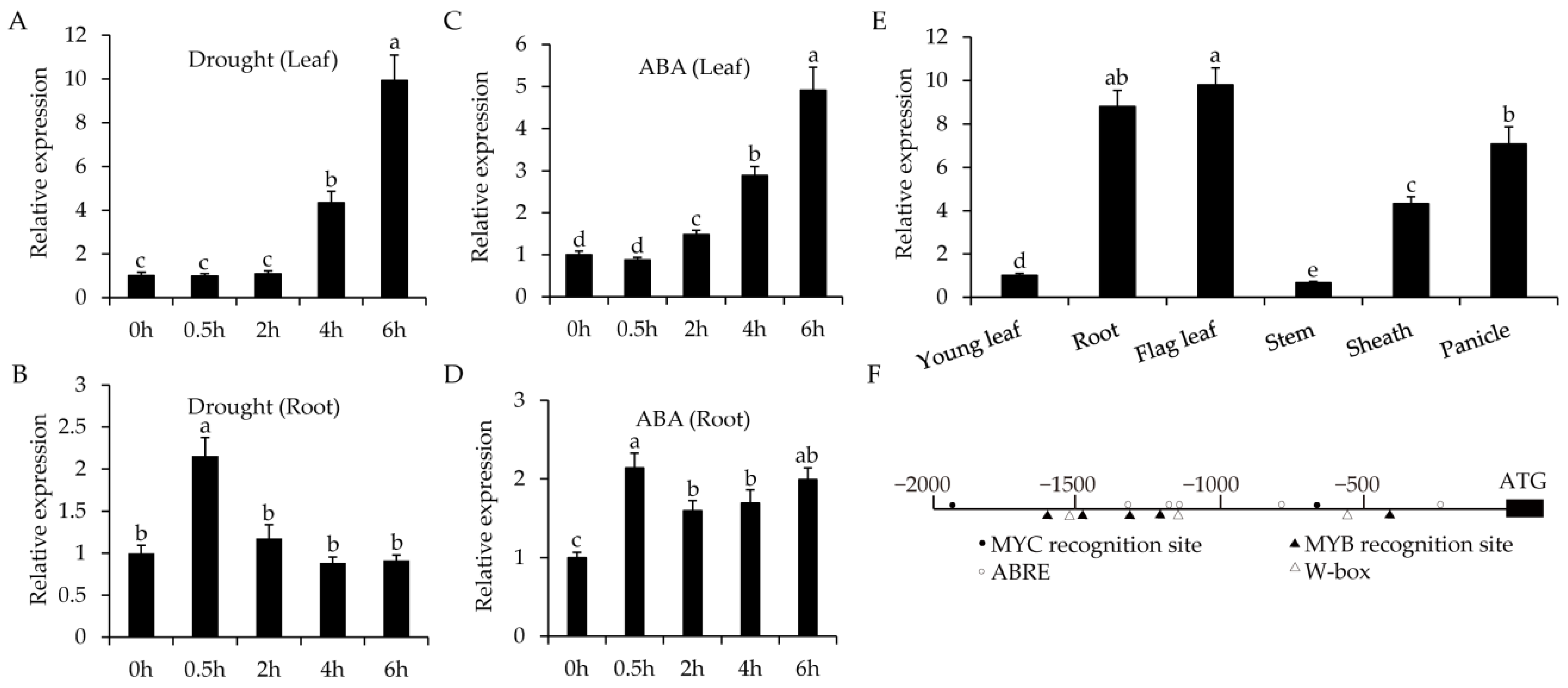 Ijms 22 04337 g002 Ijms 22 04337 g002