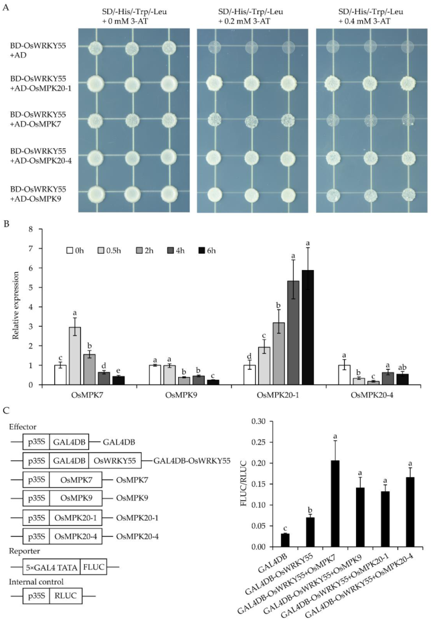Ijms 22 04337 g003 Ijms 22 04337 g003