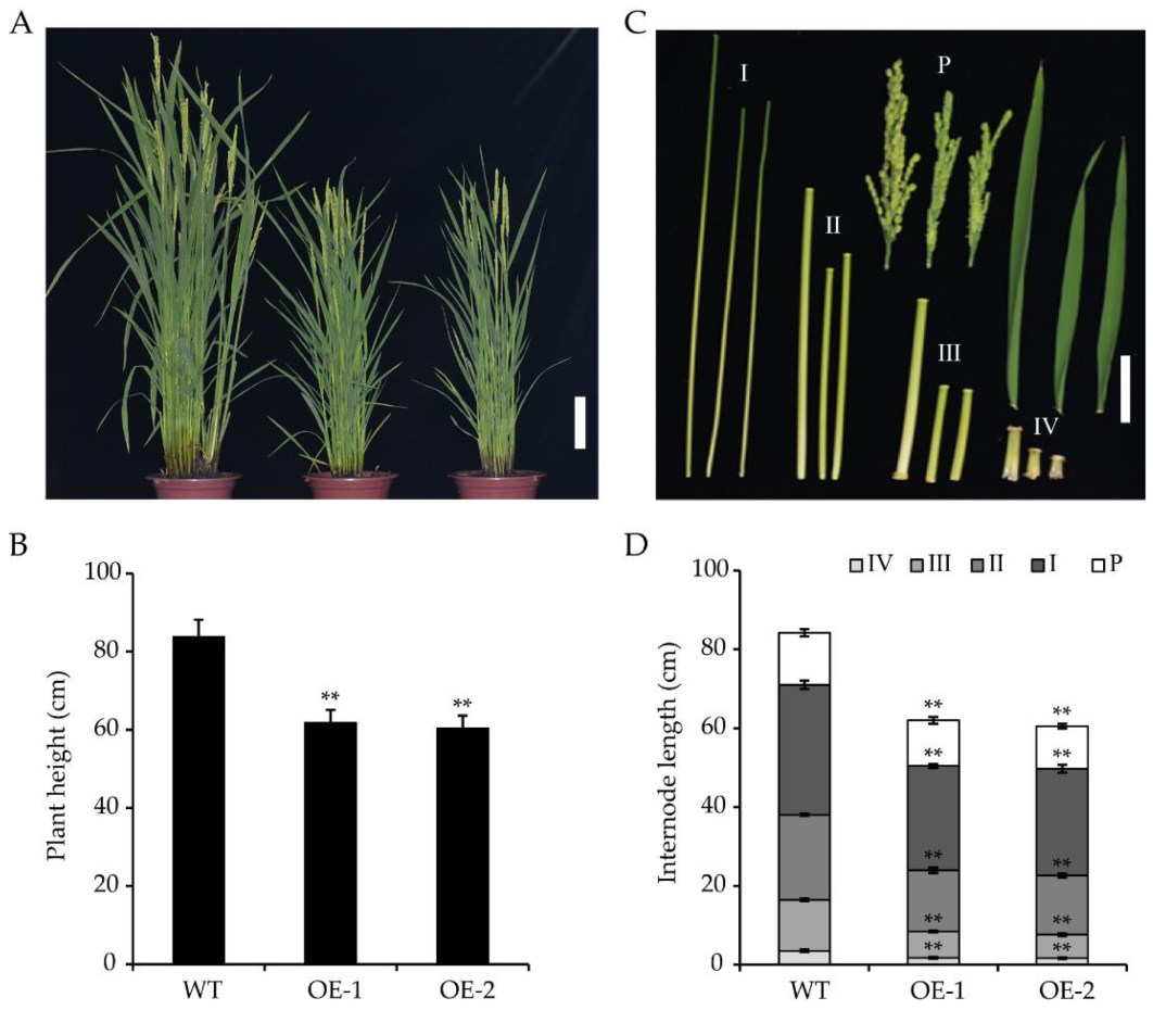 Ijms 22 04337 g004 Ijms 22 04337 g004