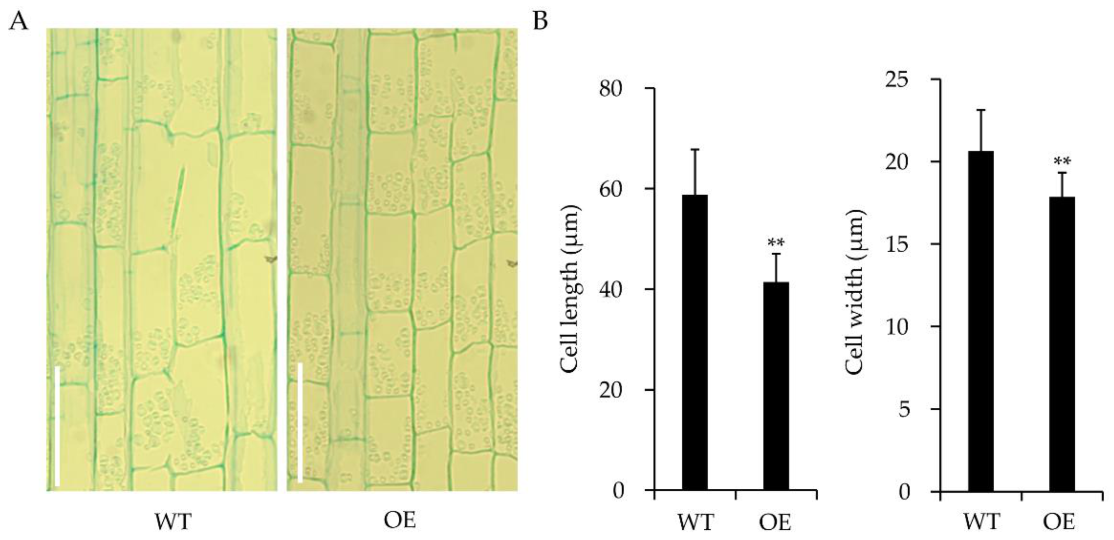 Ijms 22 04337 g005 Ijms 22 04337 g005