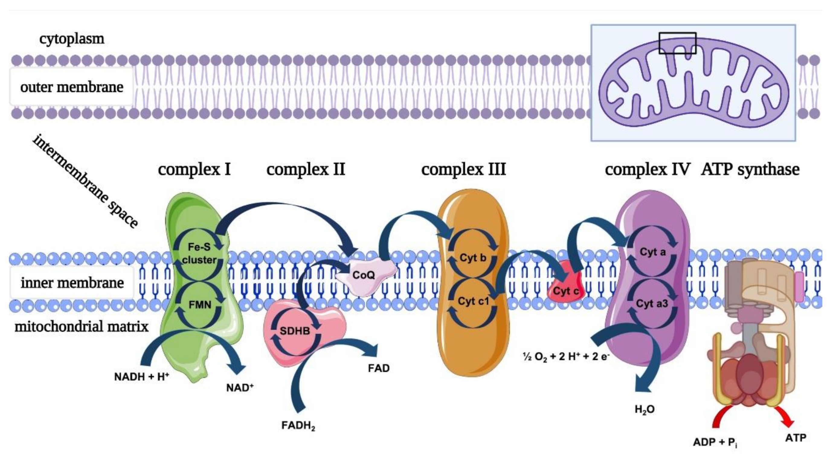 Ijms 22 04347 g004 Ijms 22 04347 g004