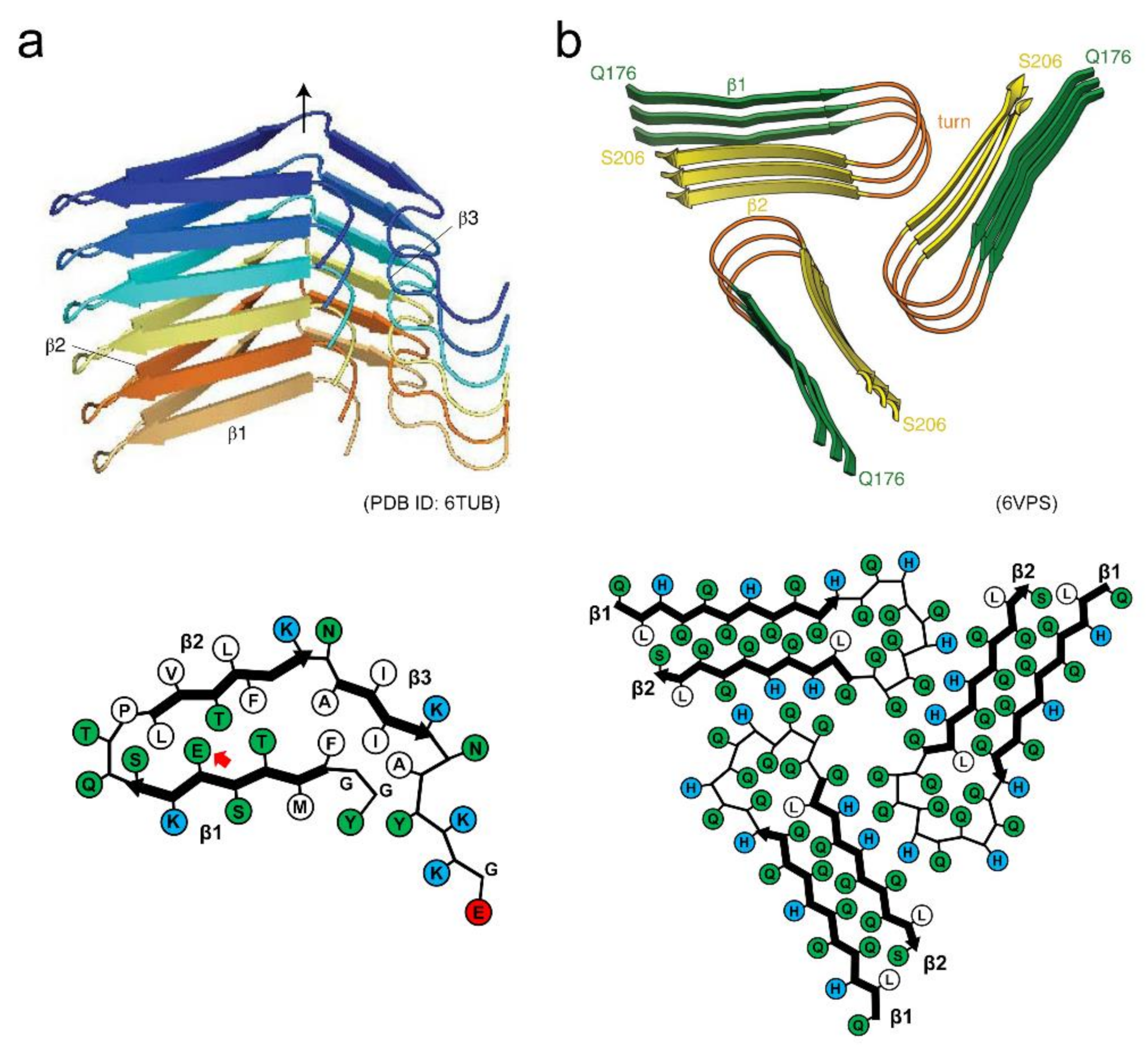 Cross-beta and fibril structure of amyloid fibrils (A) in the fibril