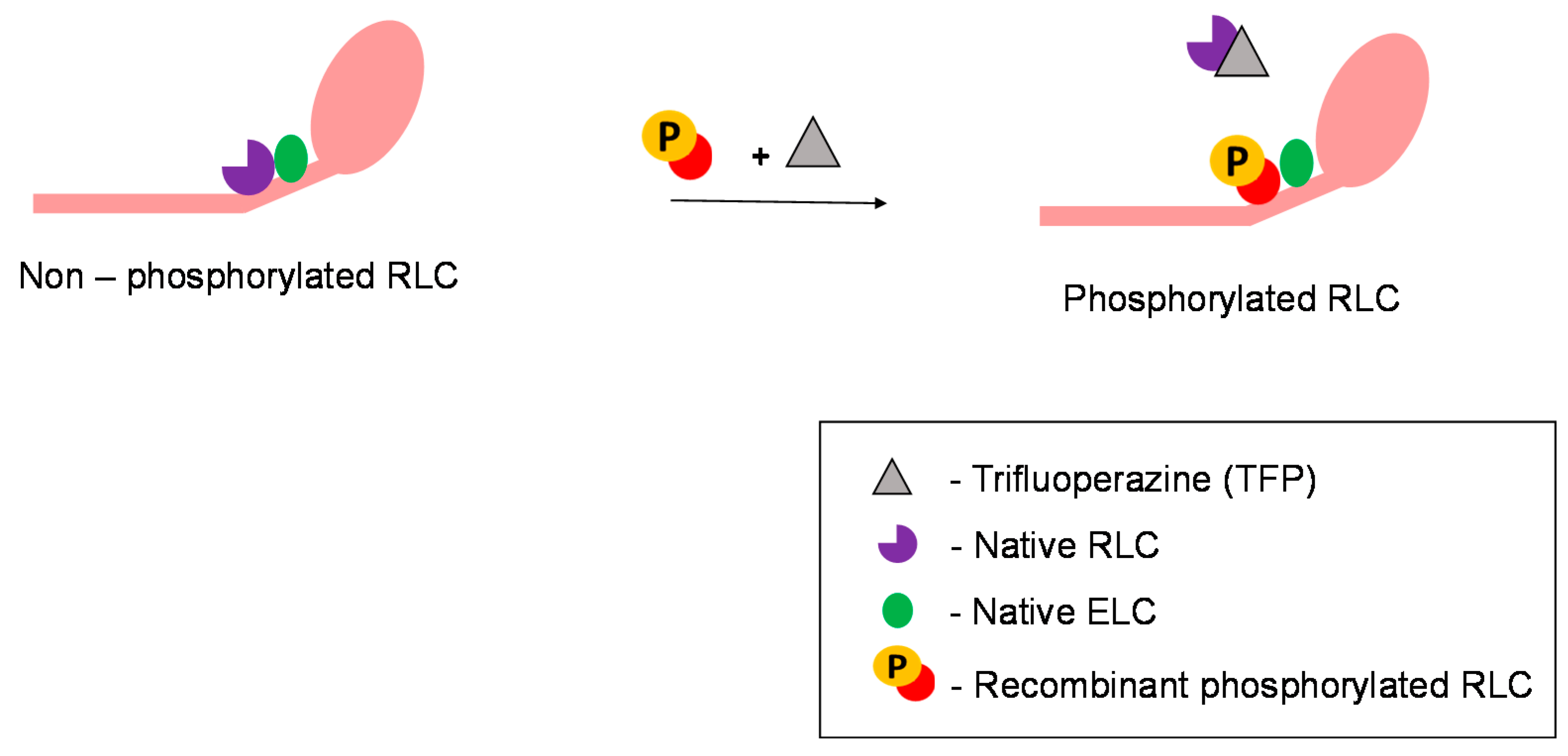 Ijms 22 04351 g002 Ijms 22 04351 g002