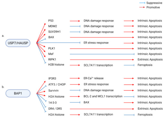 Ijms Free Full Text Deubiquitinases Modulators Of Different Types Of Regulated Cell Death Html