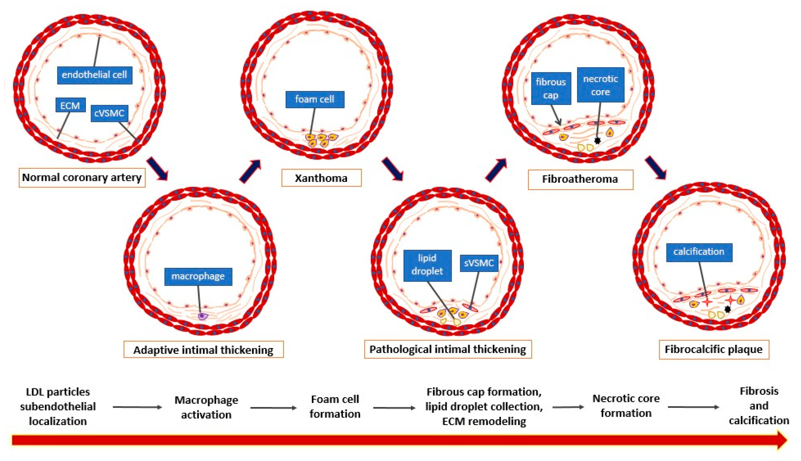 Ijms 22 04354 g001 Ijms 22 04354 g001