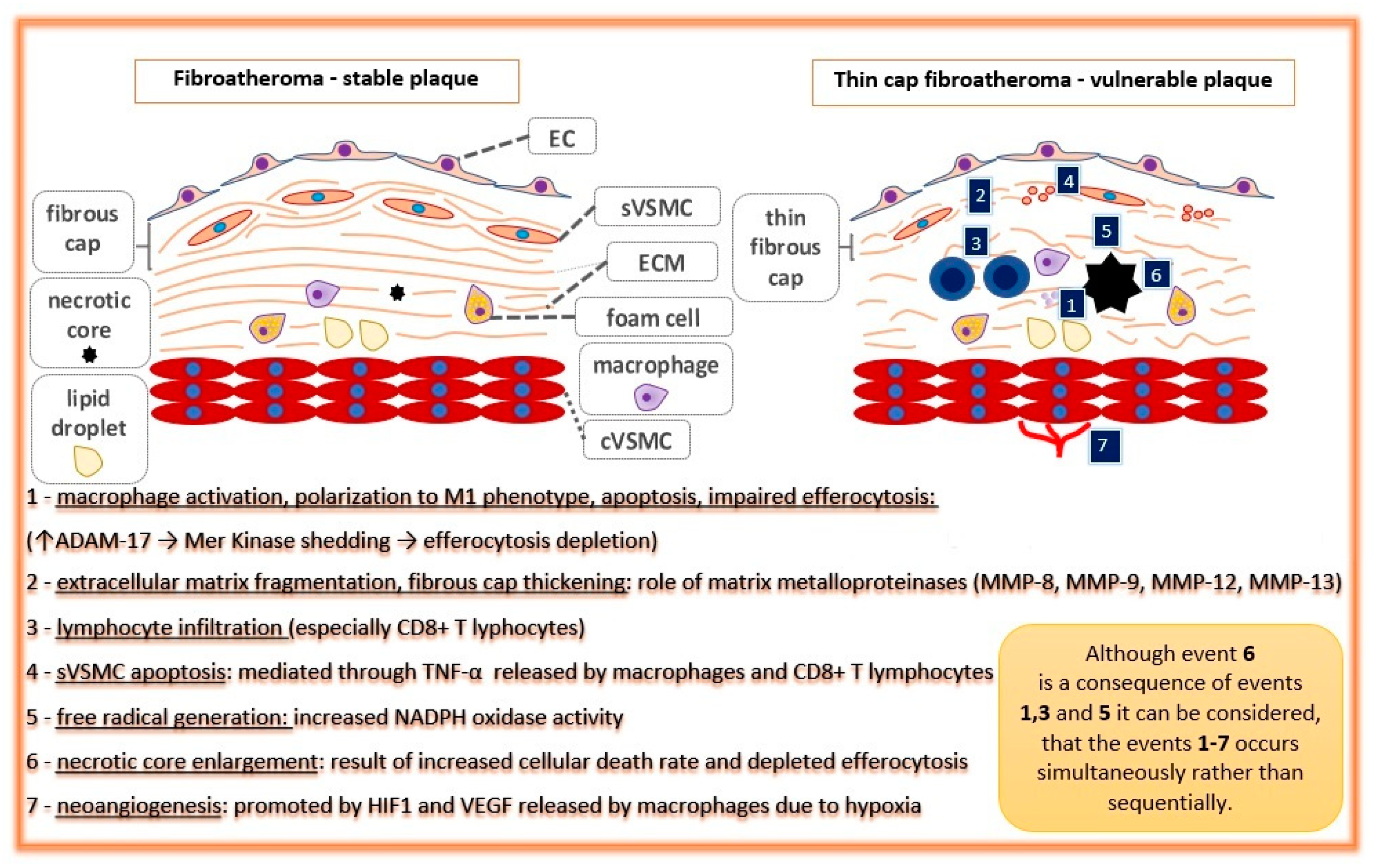 Ijms 22 04354 g002 Ijms 22 04354 g002