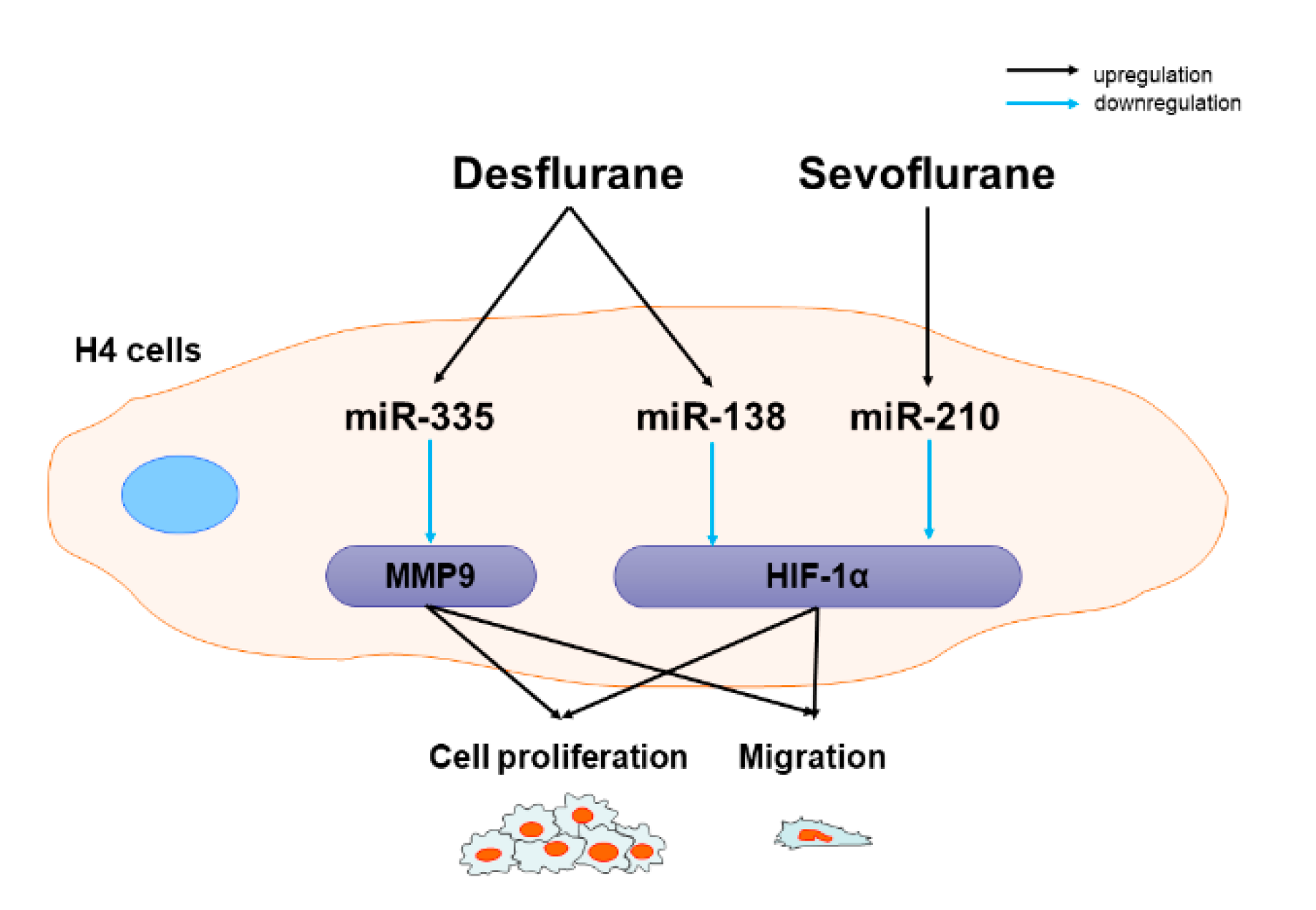 Ijms 22 04355 g006 Ijms 22 04355 g006