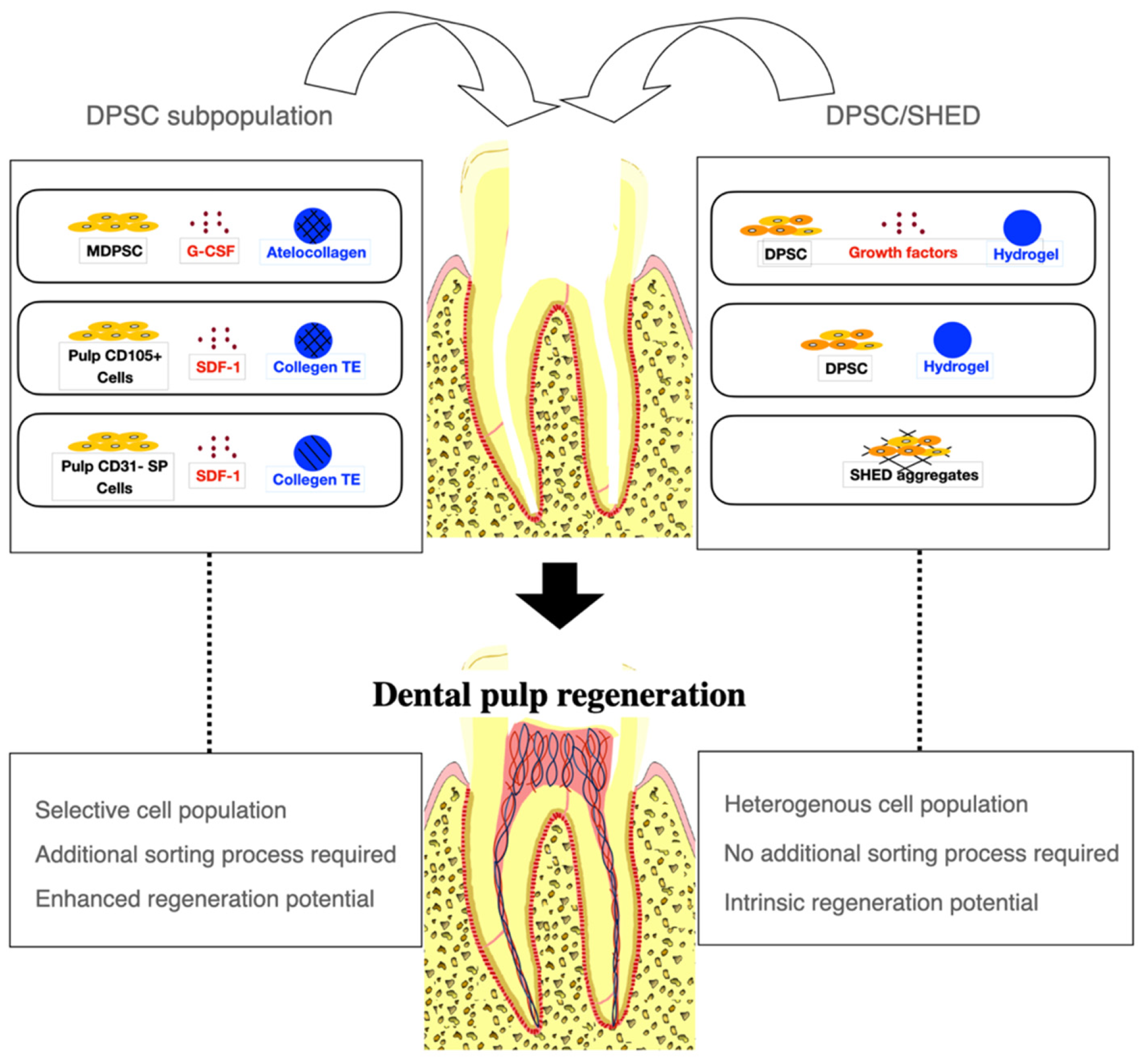 Stem Cell Tooth Regeneration Clinical Trials 2024 A Cell-Based Approach to Dental Pulp Regeneration Using Mesenchymal