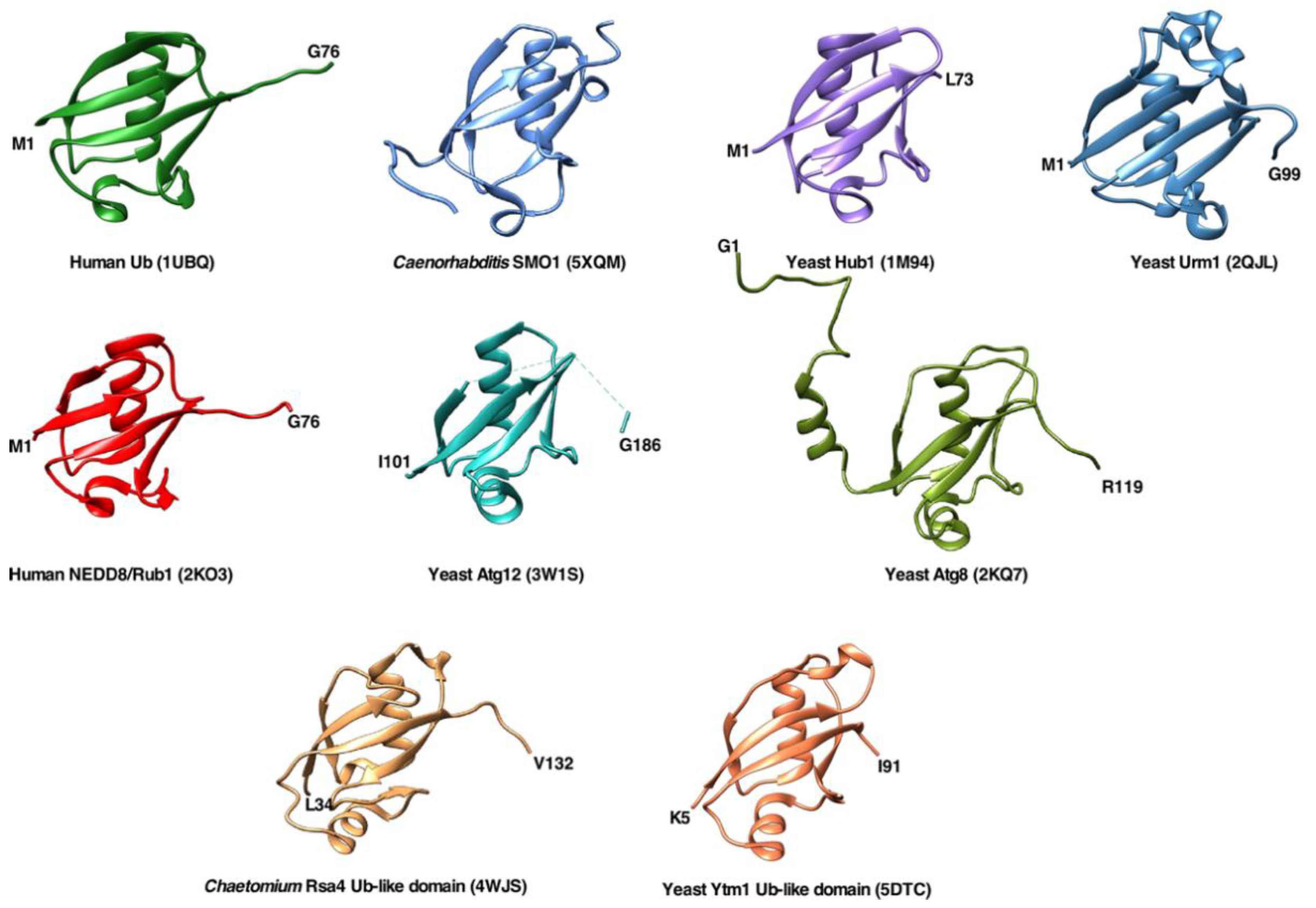 Ijms 22 04359 g001 Ijms 22 04359 g001
