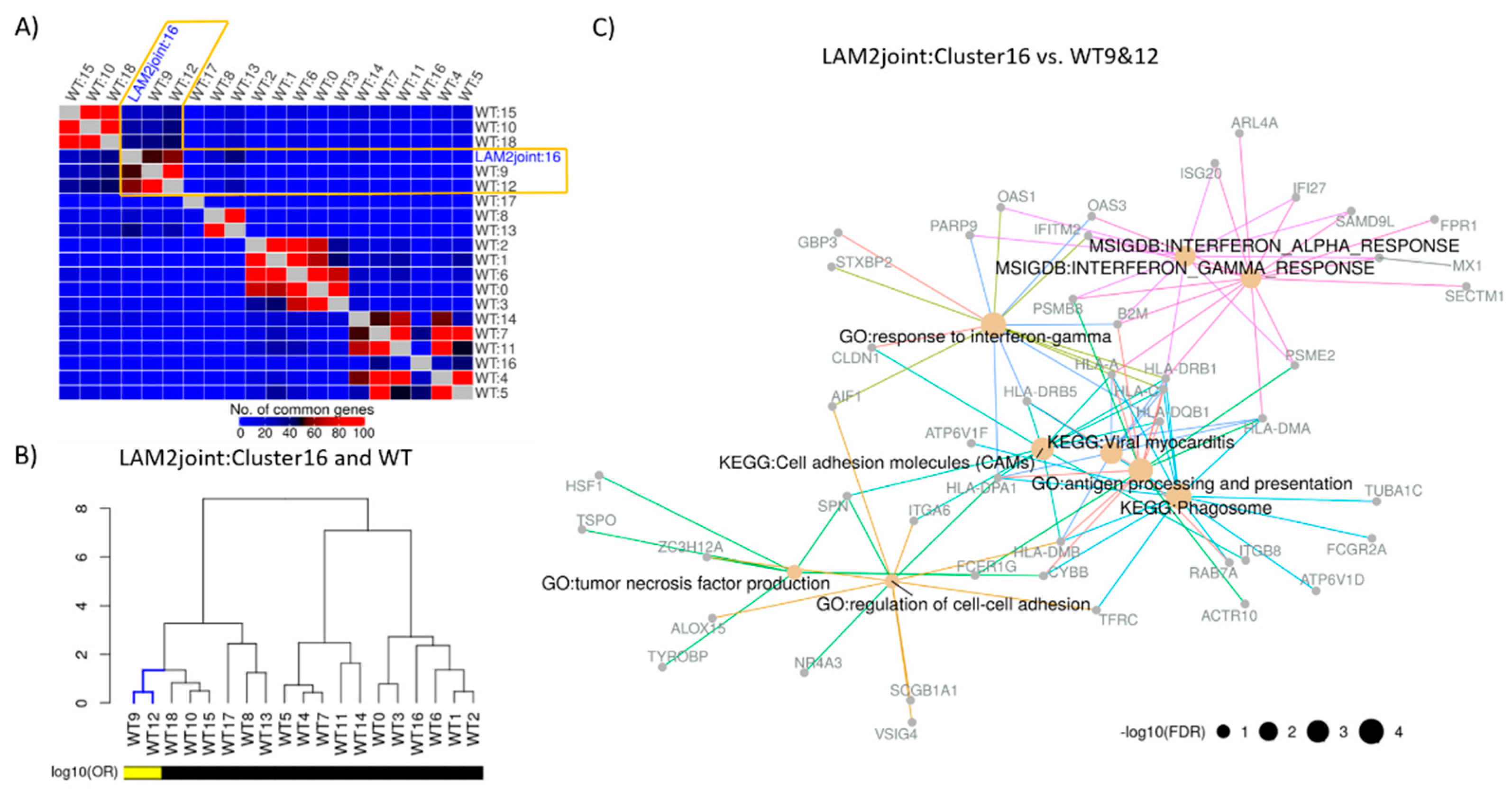 Ijms 22 04371 g005 Ijms 22 04371 g005
