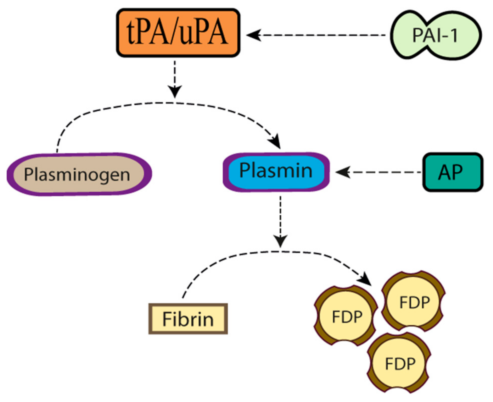Plasminogen activator inhibitor-1 production is pathogenetic in