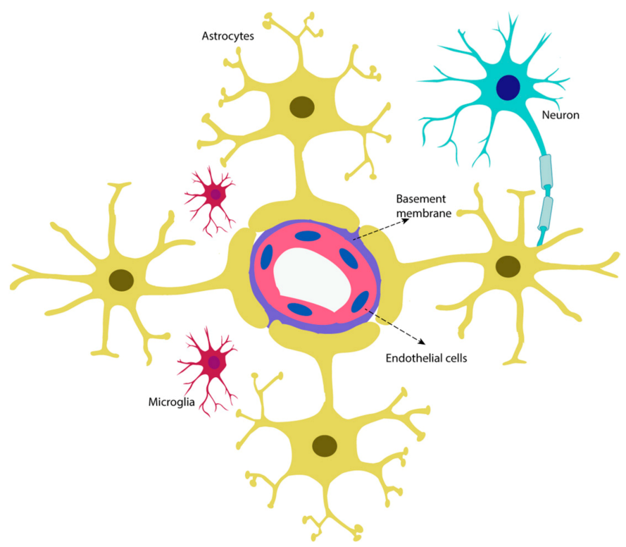 Ijms 22 04380 g002 Ijms 22 04380 g002