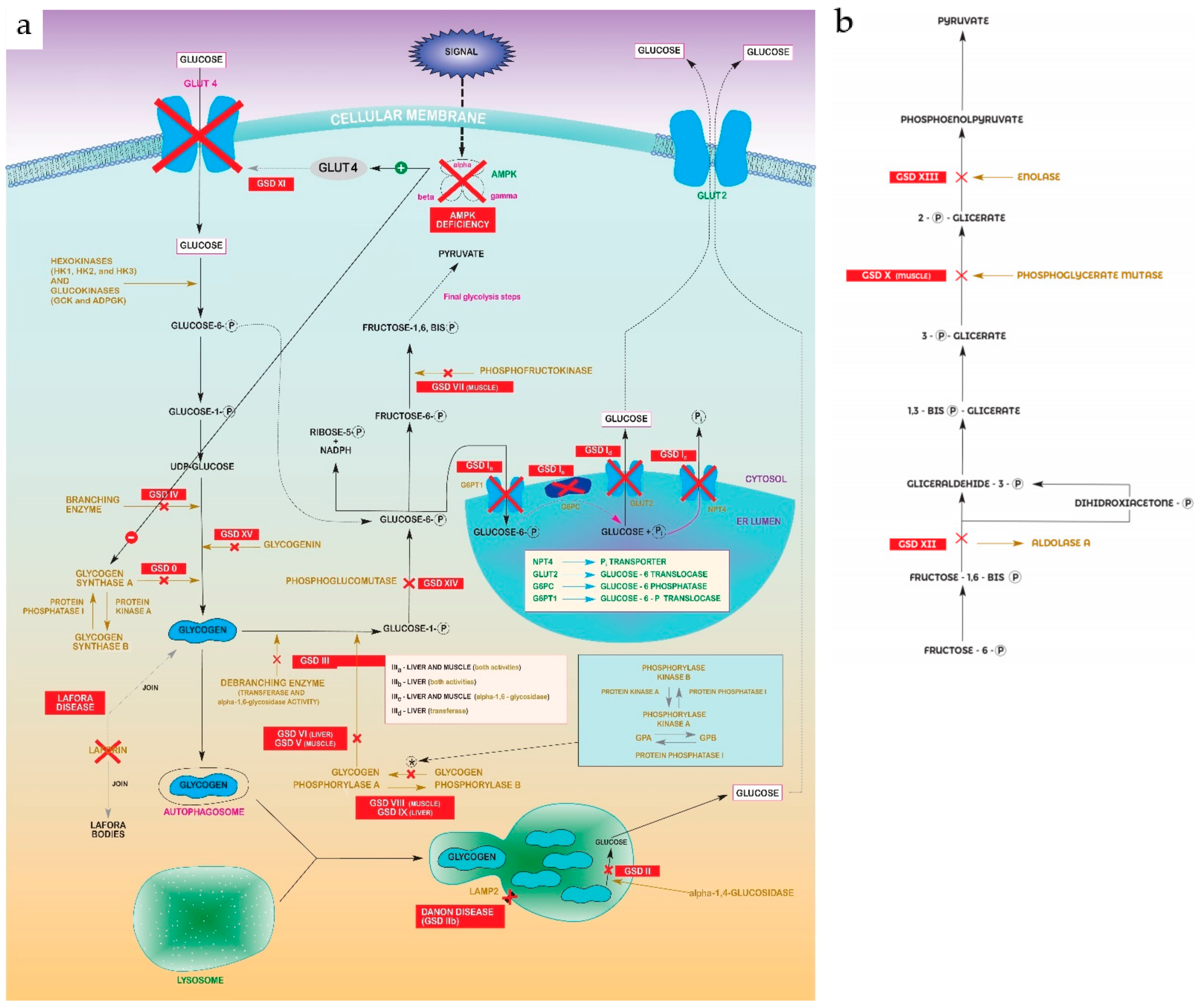 The diagram shows the steps in the homeostasis pathway that occur when blood glucose levels fall.