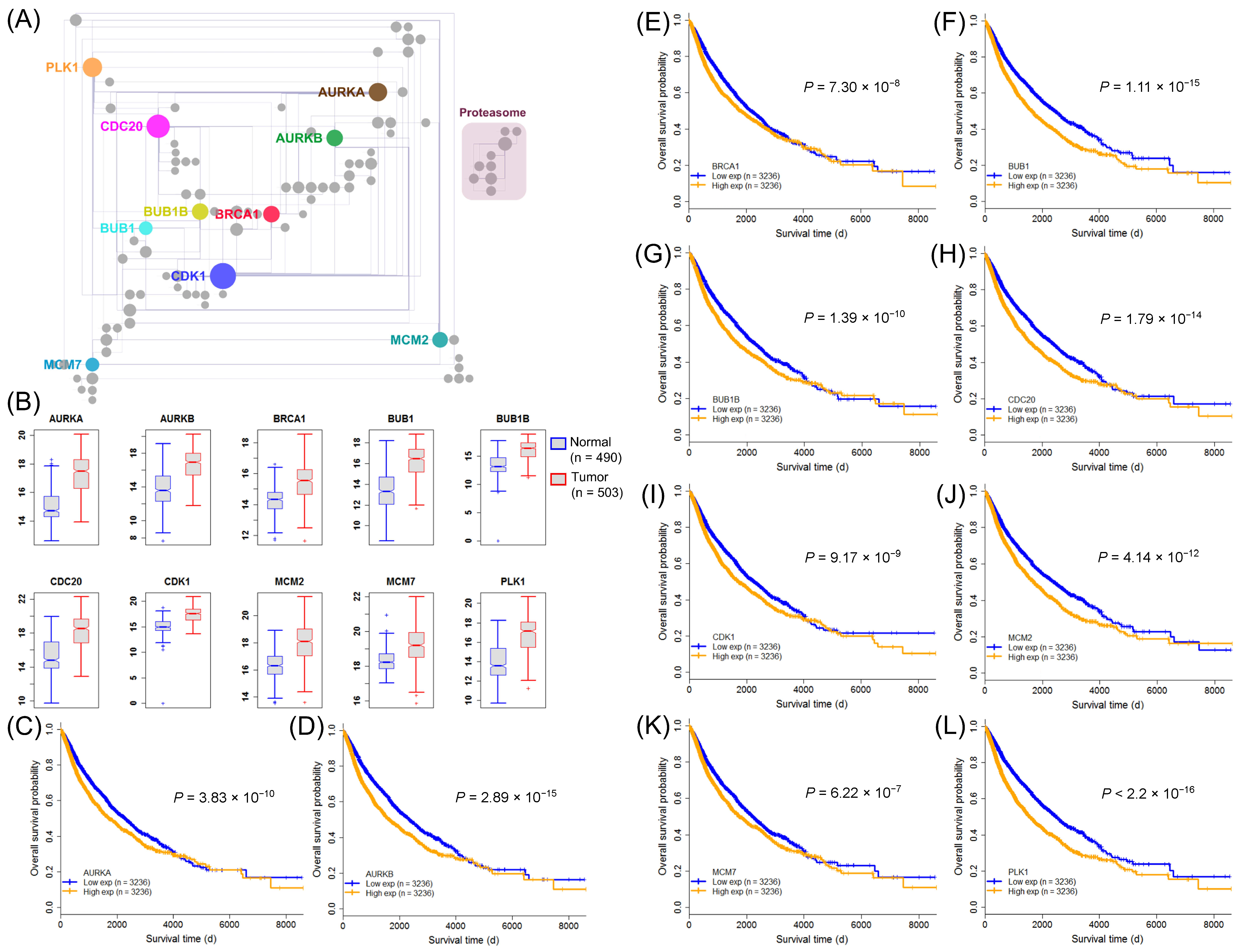 Ijms 22 04384 g007 Ijms 22 04384 g007
