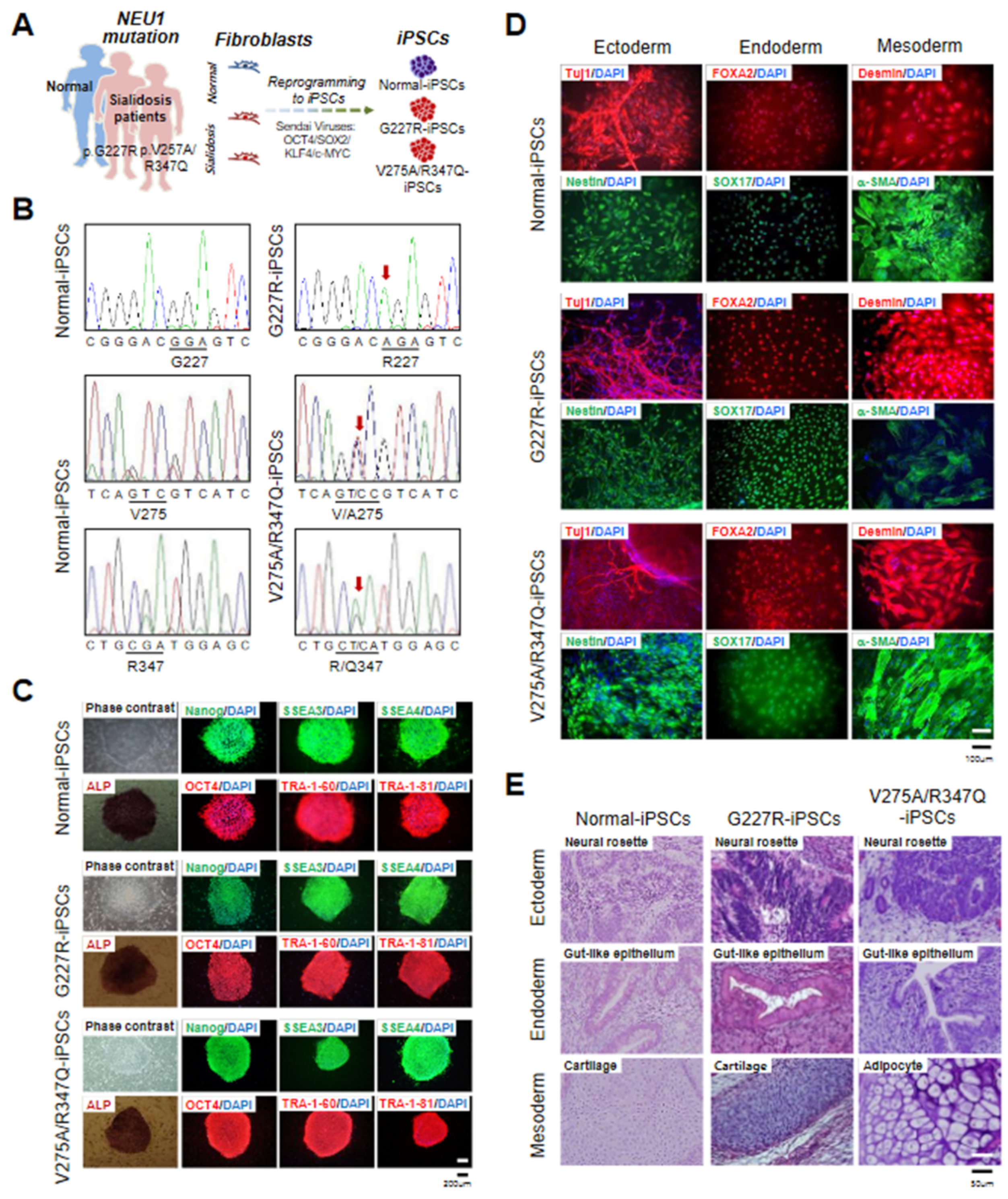 Ijms 22 04386 g001 Ijms 22 04386 g001