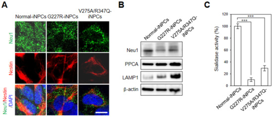 Presynaptic Dysfunction in Neurons Derived from Tay–Sachs iPSCs