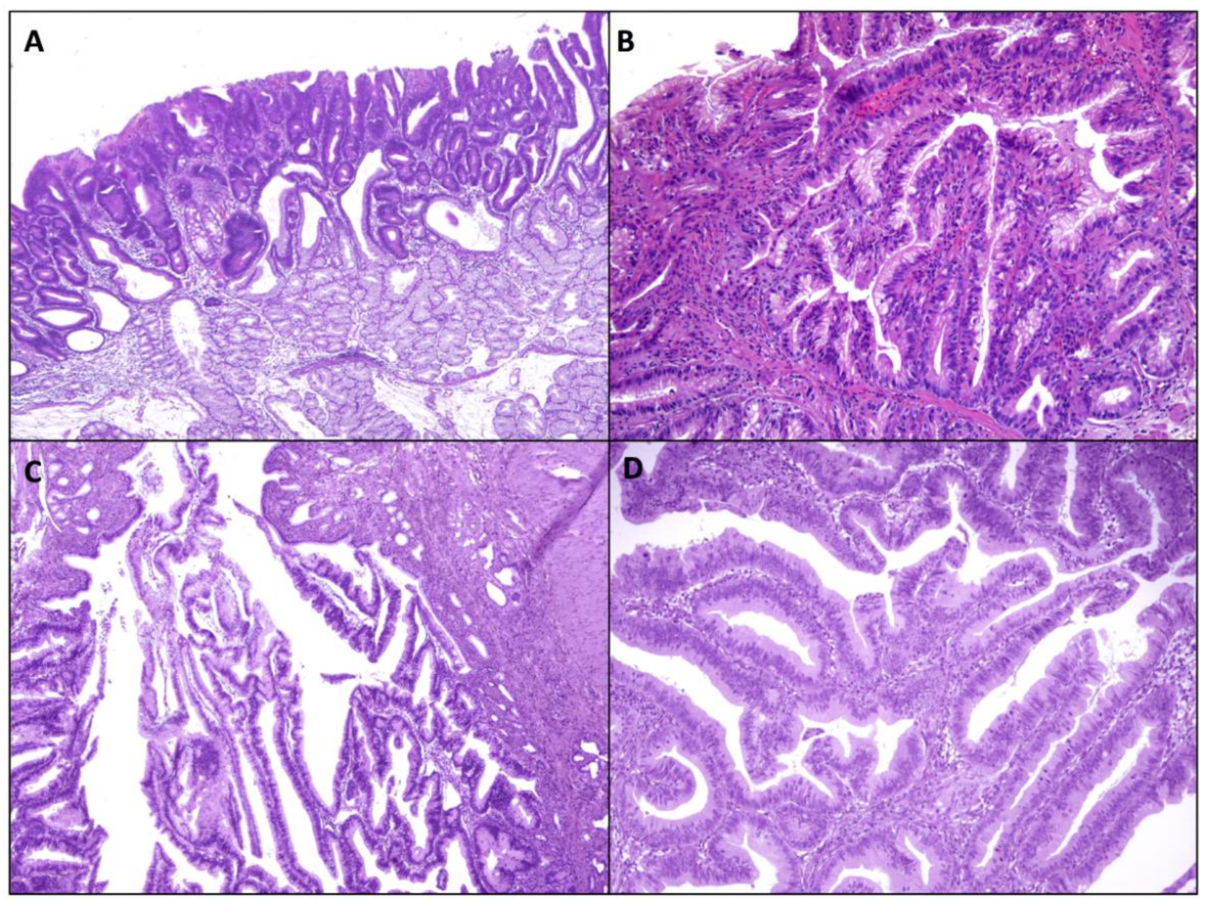 Ijms 22 04388 g002 Ijms 22 04388 g002