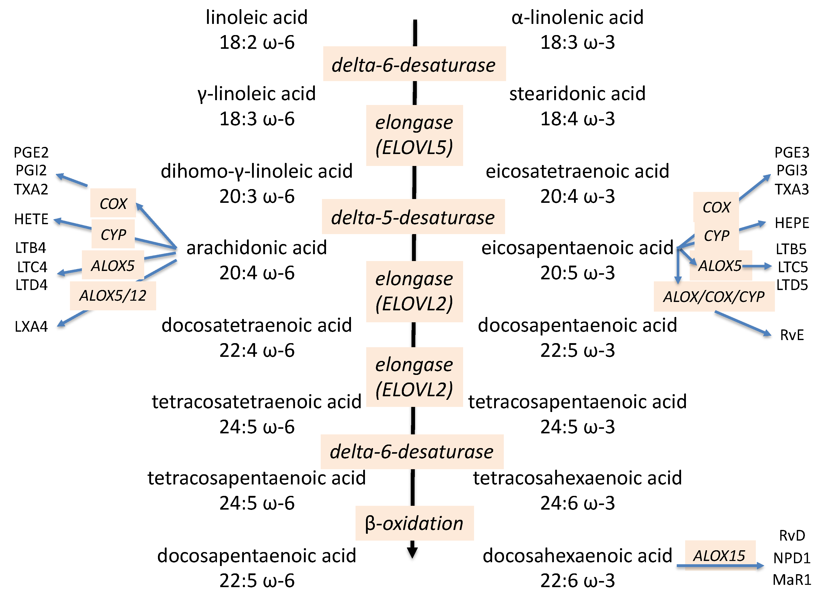 Ijms 22 04393 g001 Ijms 22 04393 g001