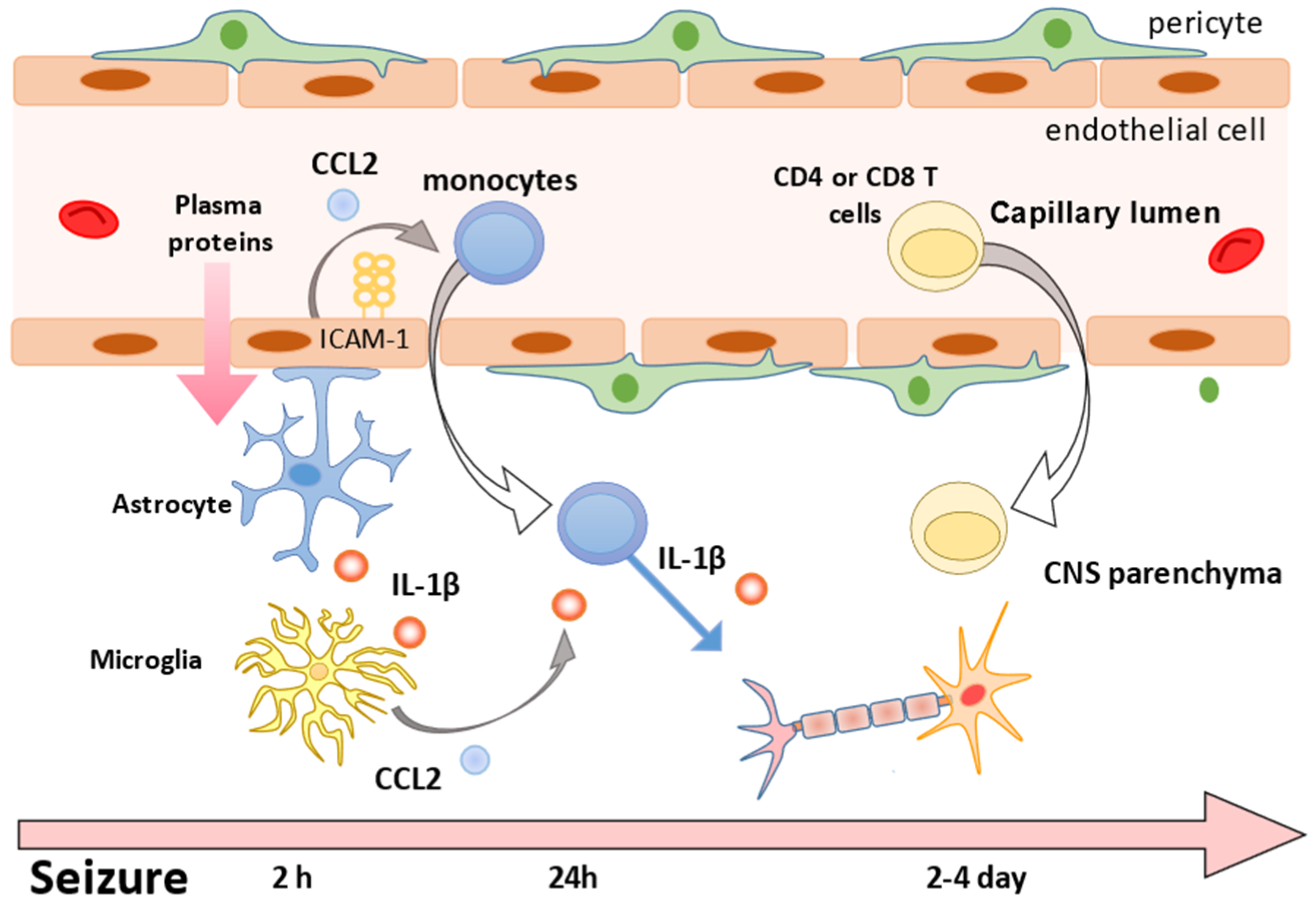 Ijms Free Full Text Links Between Immune Cells From The Periphery And The Brain In The Pathogenesis Of Epilepsy A Narrative Review Html
