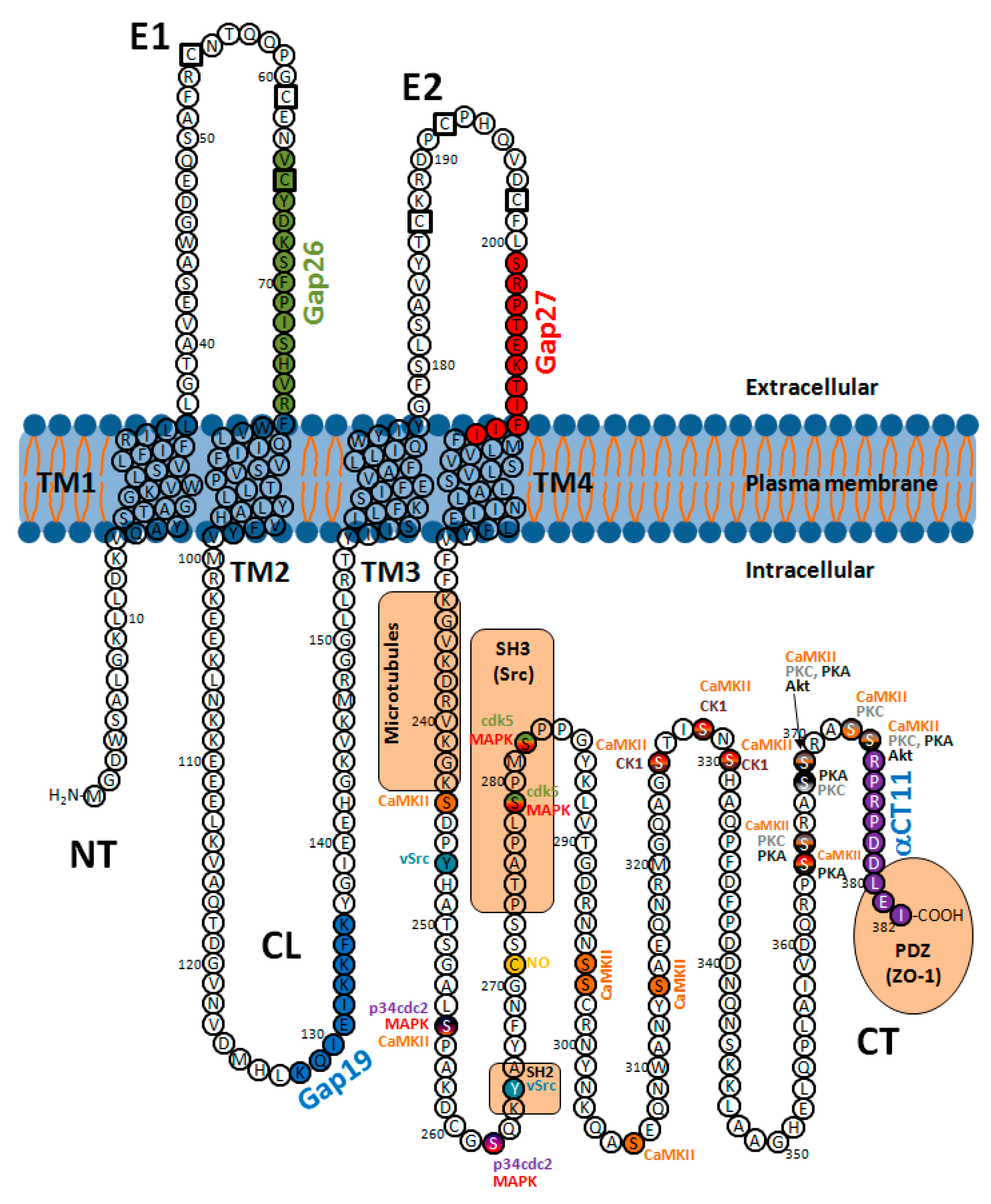 Ijms Free Full Text Connexins In The Heart Regulation Function And Involvement In Cardiac Disease Html Ijms Free Full Text Connexins In The Heart Regulation Function And Involvement In Cardiac Disease Html