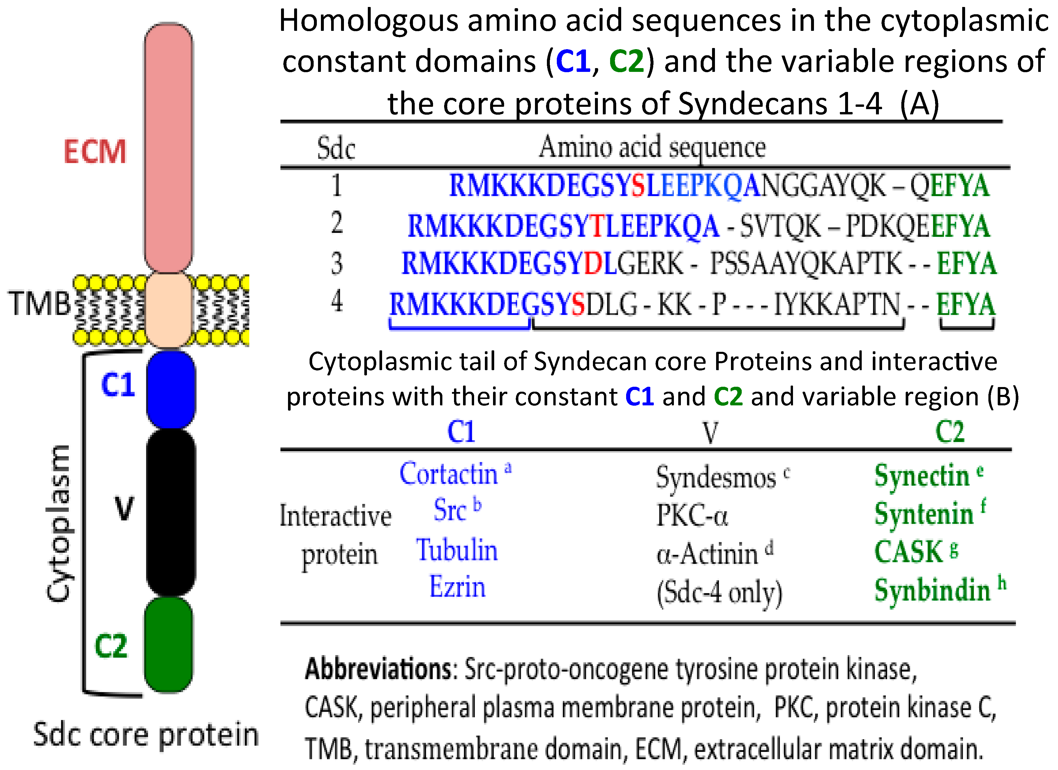 Ijms 22 04415 g003 Ijms 22 04415 g003
