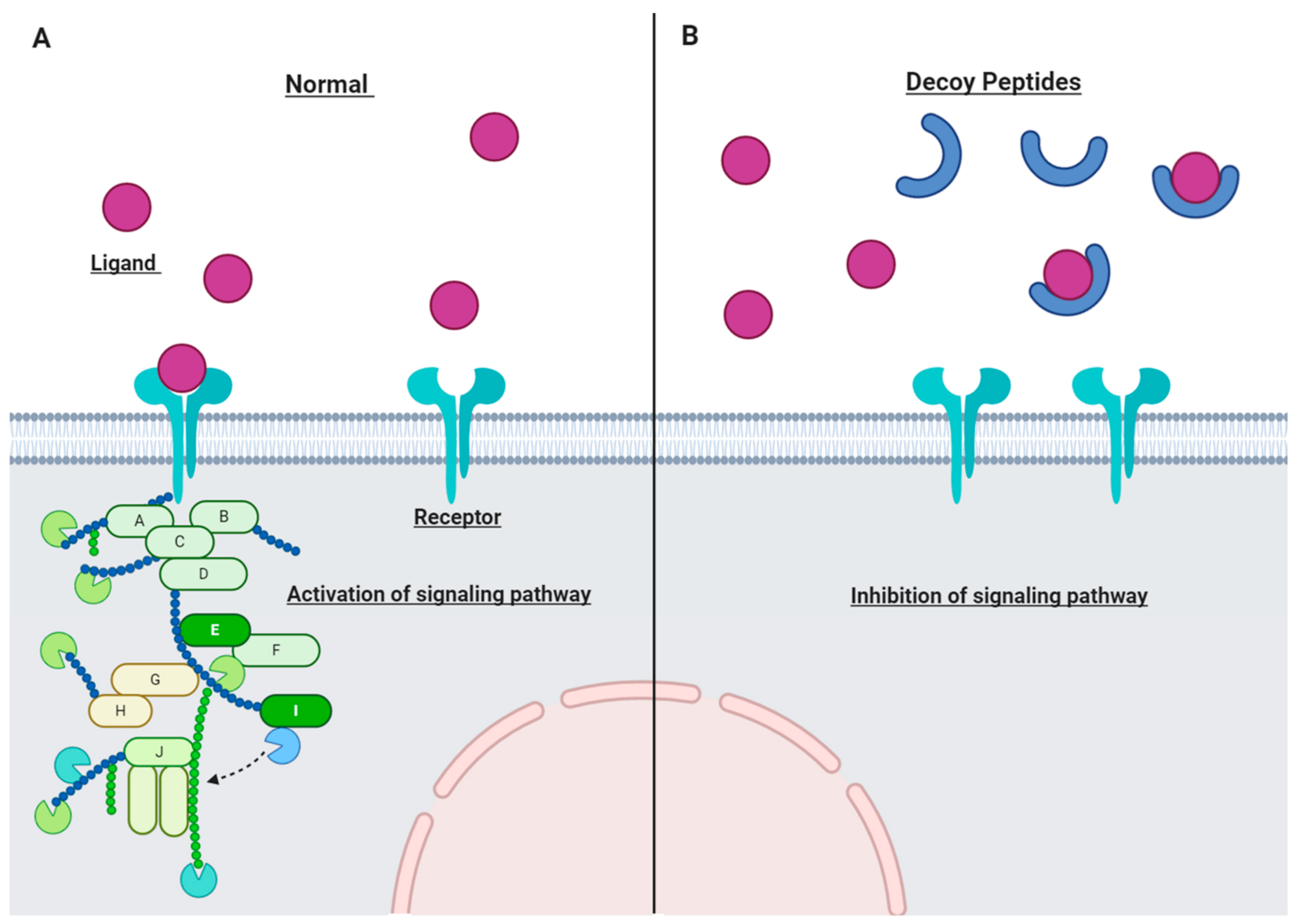 IJMS Free FullText Decoy Technology as a Promising Therapeutic