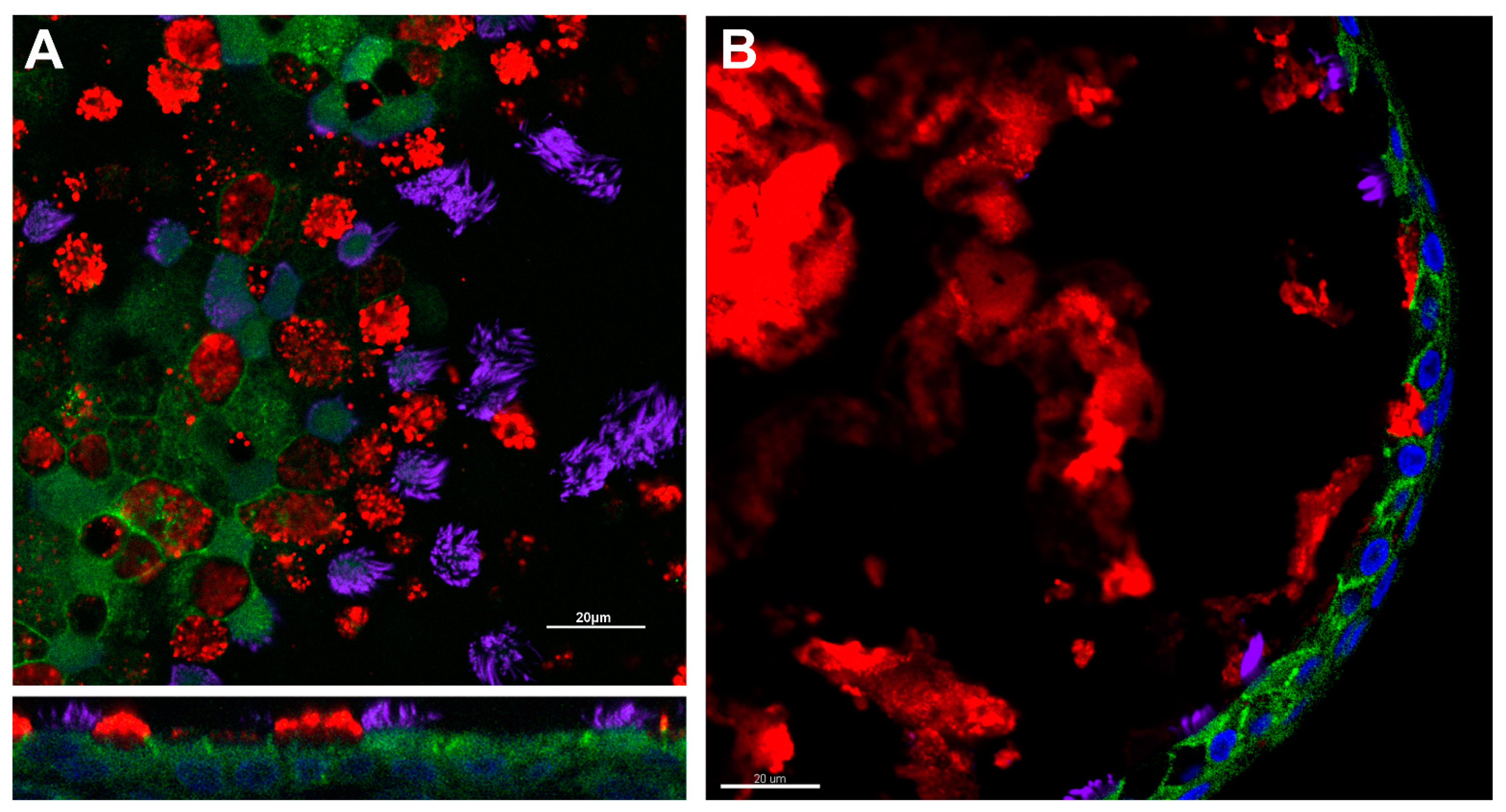 Ijms 22 04448 g001 Ijms 22 04448 g001