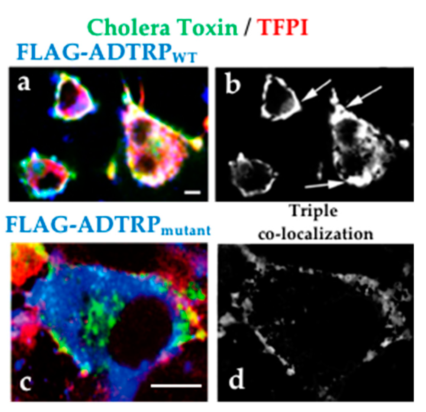 Ijms 22 04451 g004 Ijms 22 04451 g004