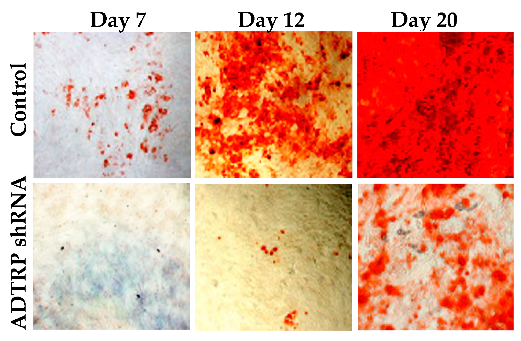 Ijms 22 04451 g006 Ijms 22 04451 g006