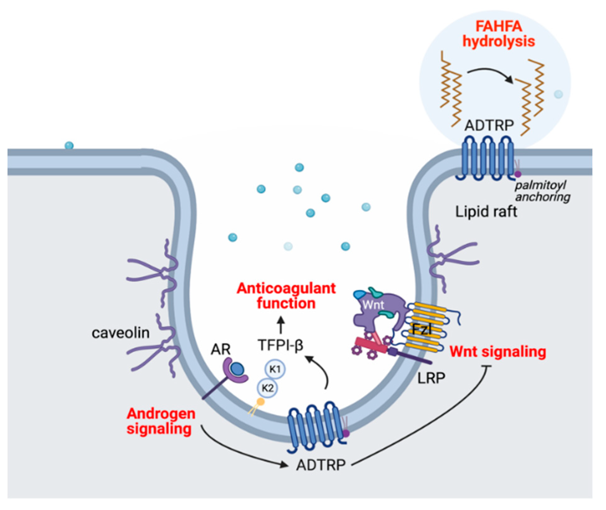 Ijms 22 04451 g007 Ijms 22 04451 g007