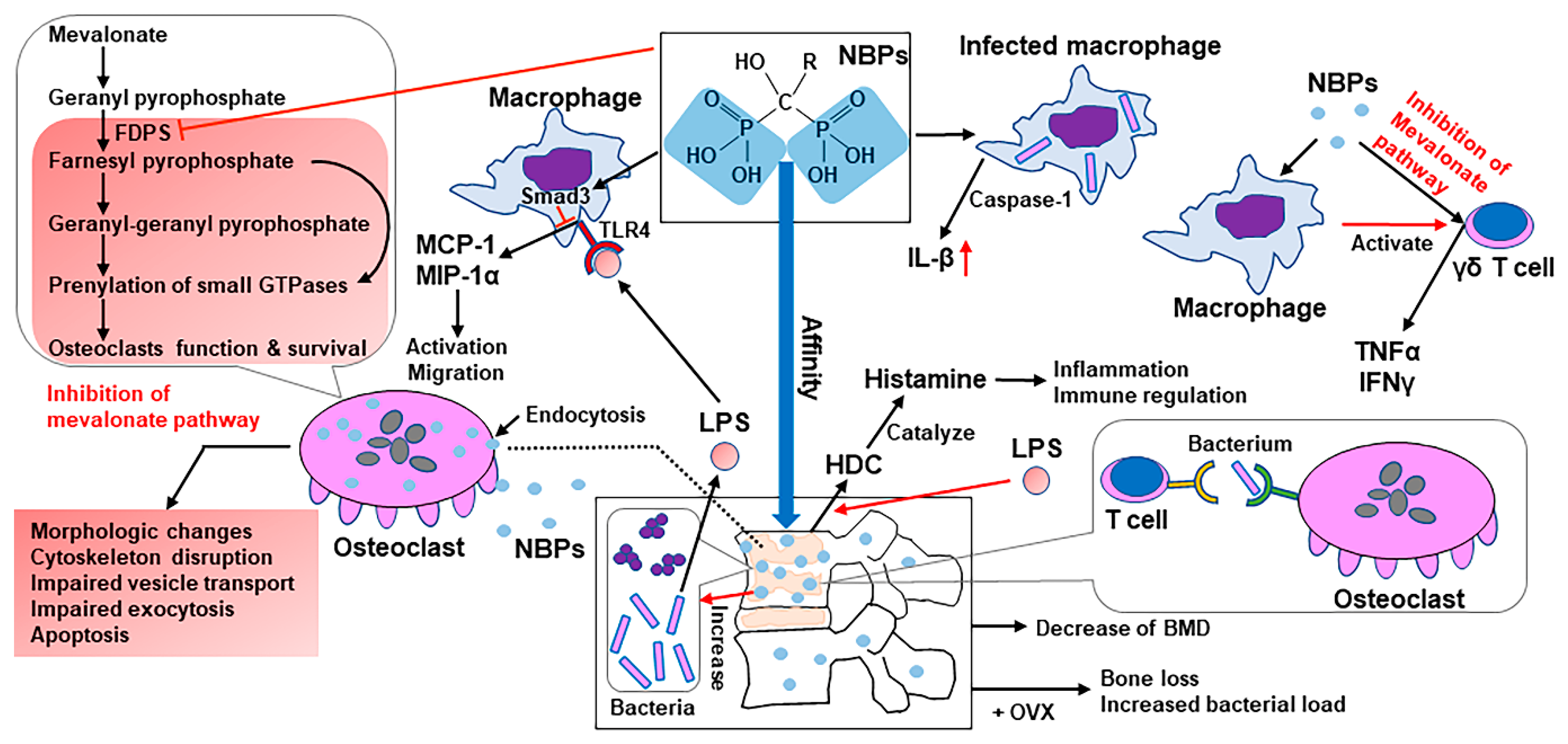 Ijms 22 04453 g003 Ijms 22 04453 g003