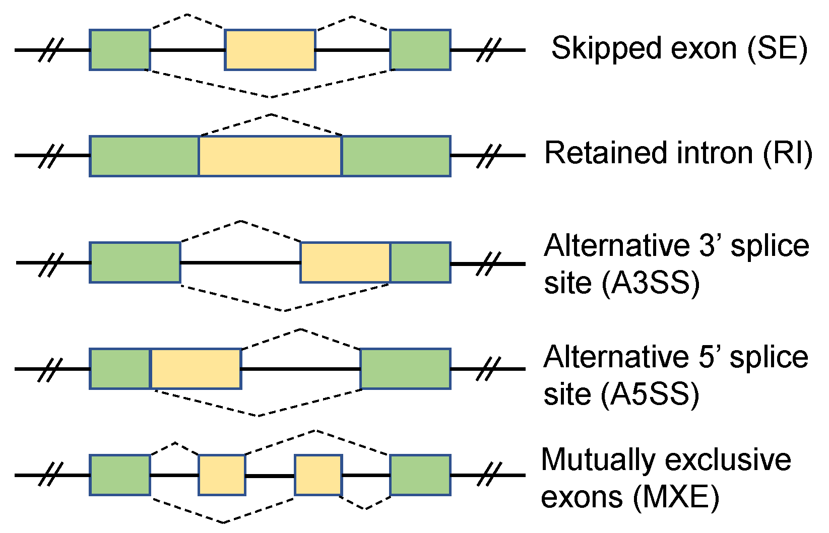 Ijms Free Full Text As Quant Detection And Visualization Of Alternative Splicing Events