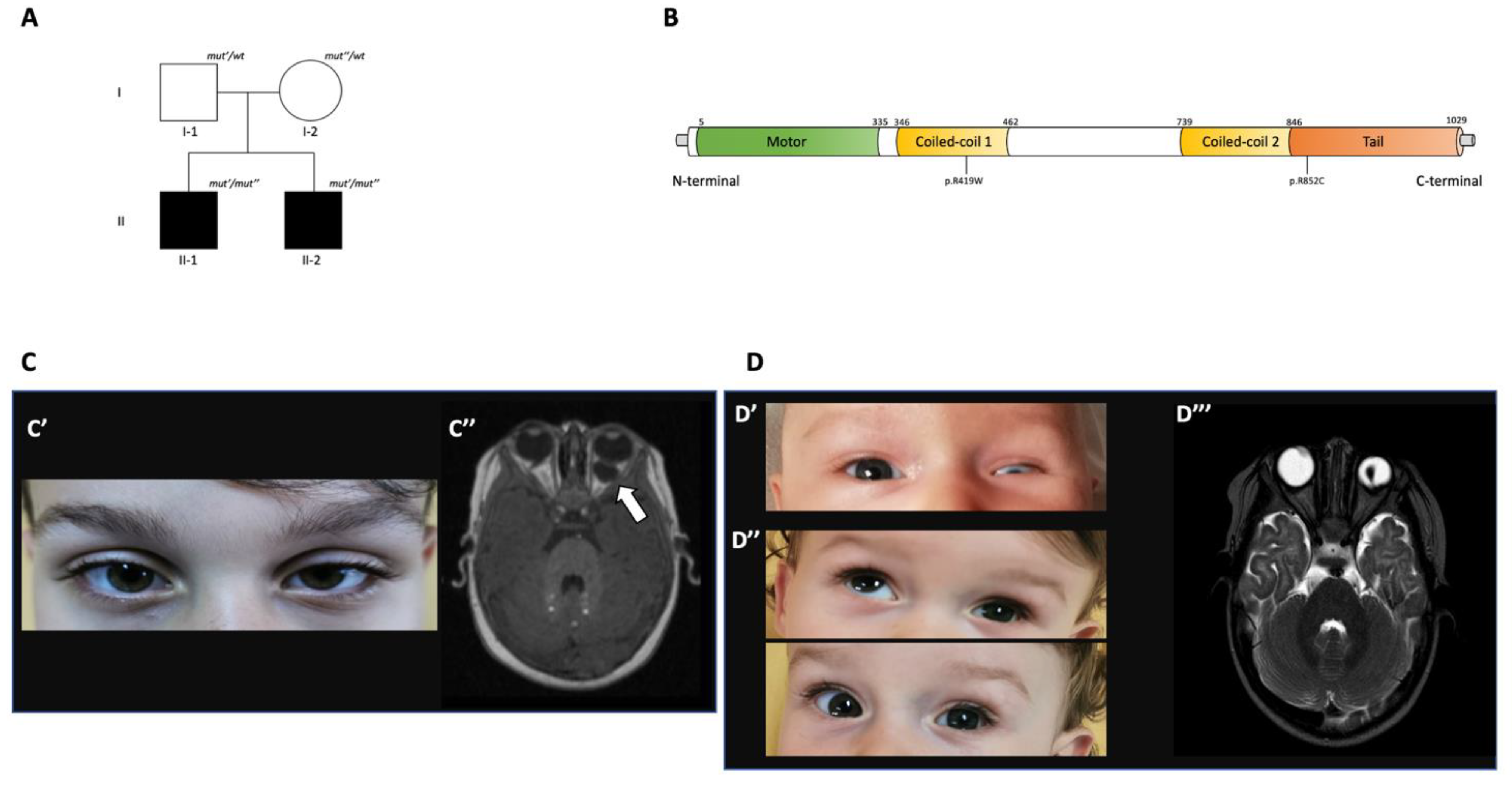 Lawrenceville is located in southeast illinois, northwest of vincennes, indiana. Lawrence Wong Family Tree - Ijms Free Full Text Biallelic Variants In Kif17 Associated With Microphthalmia And Coloboma Spectrum Html