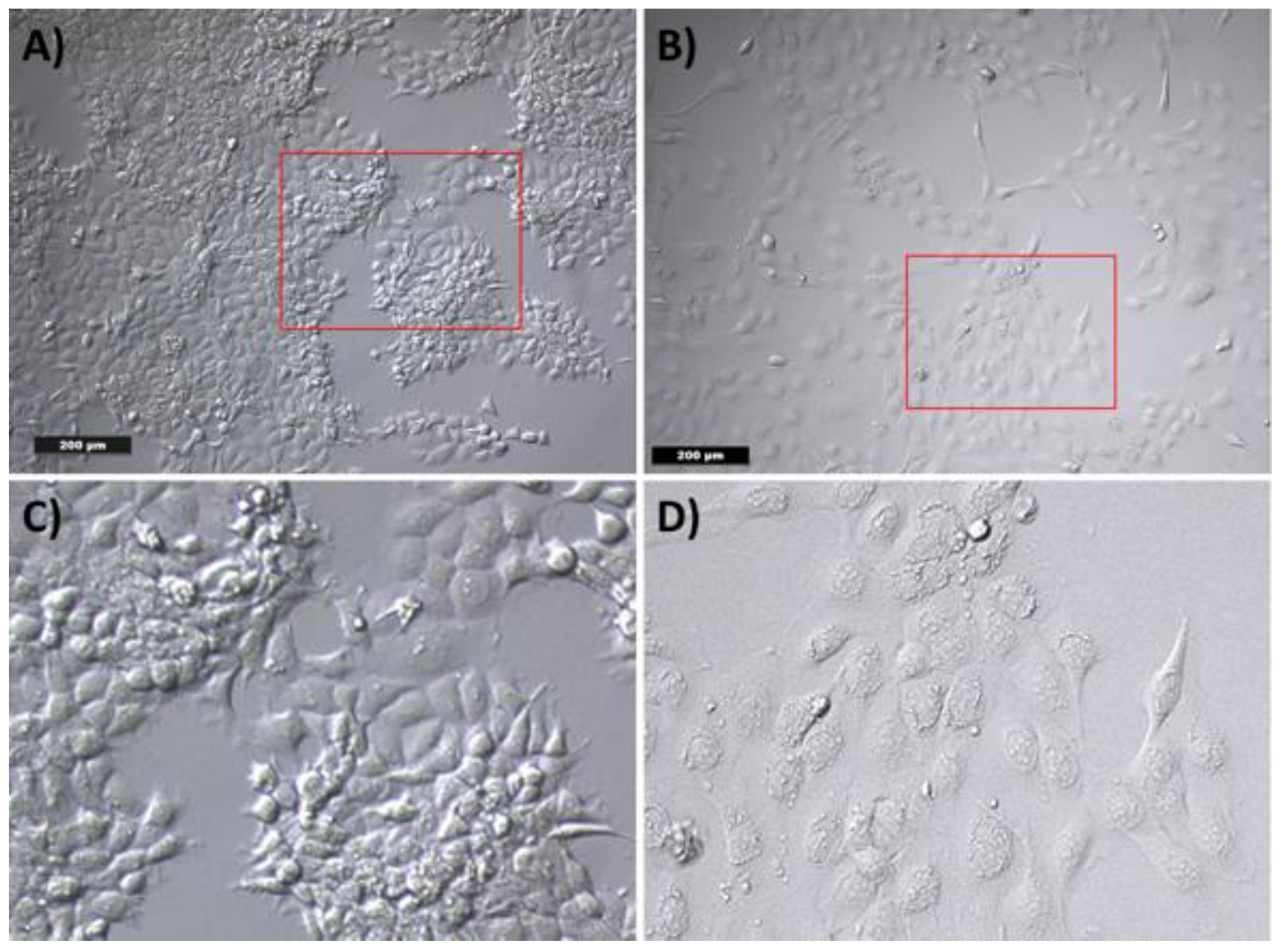 Ijms 22 04474 g005 Ijms 22 04474 g005