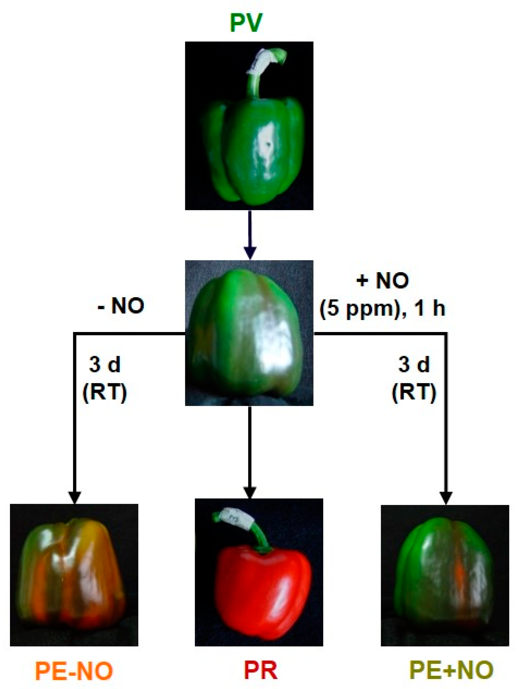 Ijms 22 04476 g012 Ijms 22 04476 g012