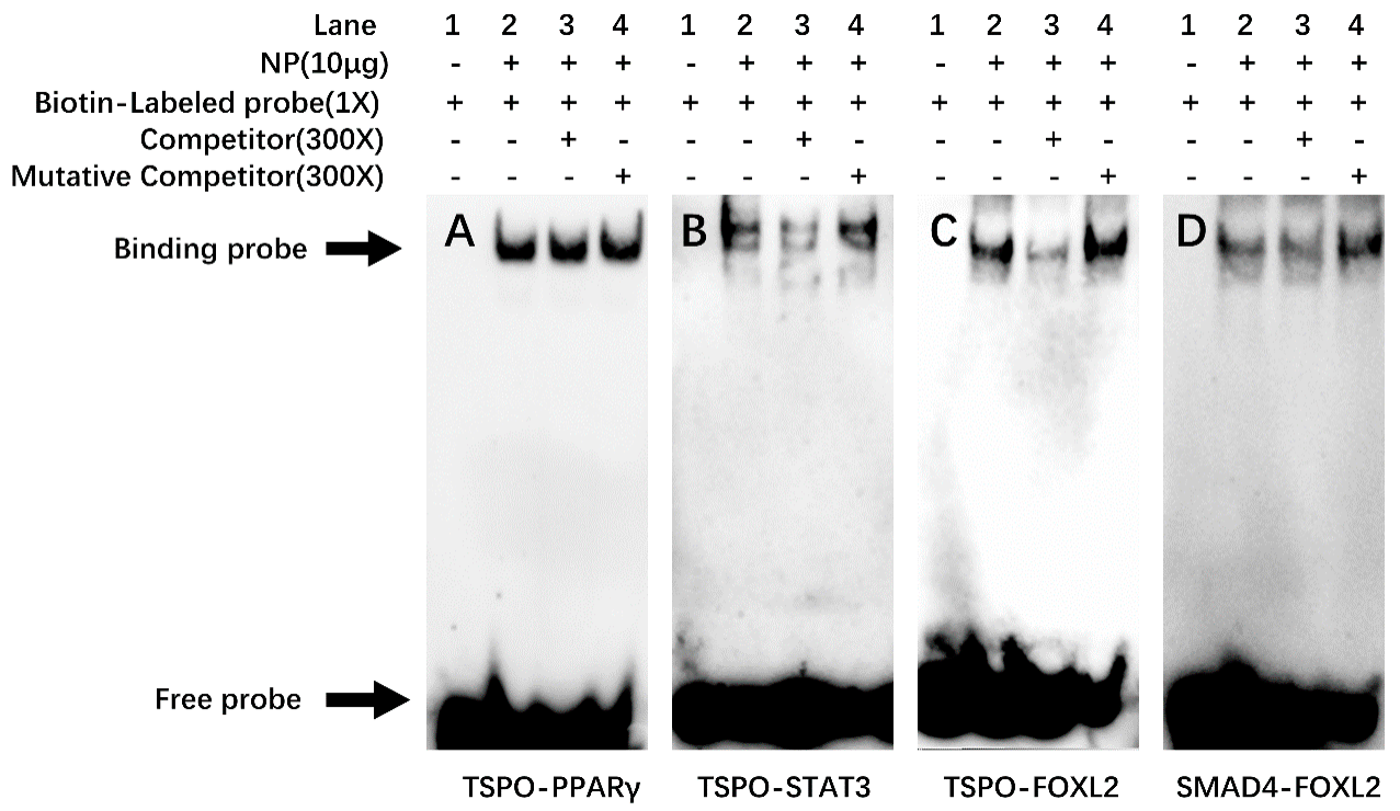 Ijms 22 04505 g007 Ijms 22 04505 g007