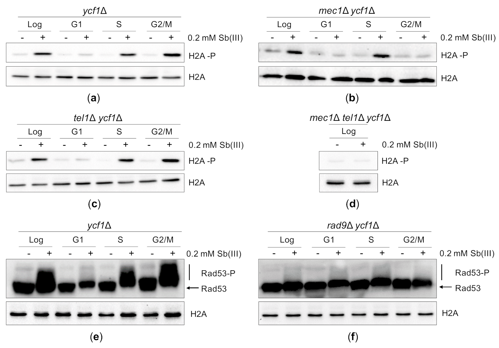 Ijms 22 04510 g004