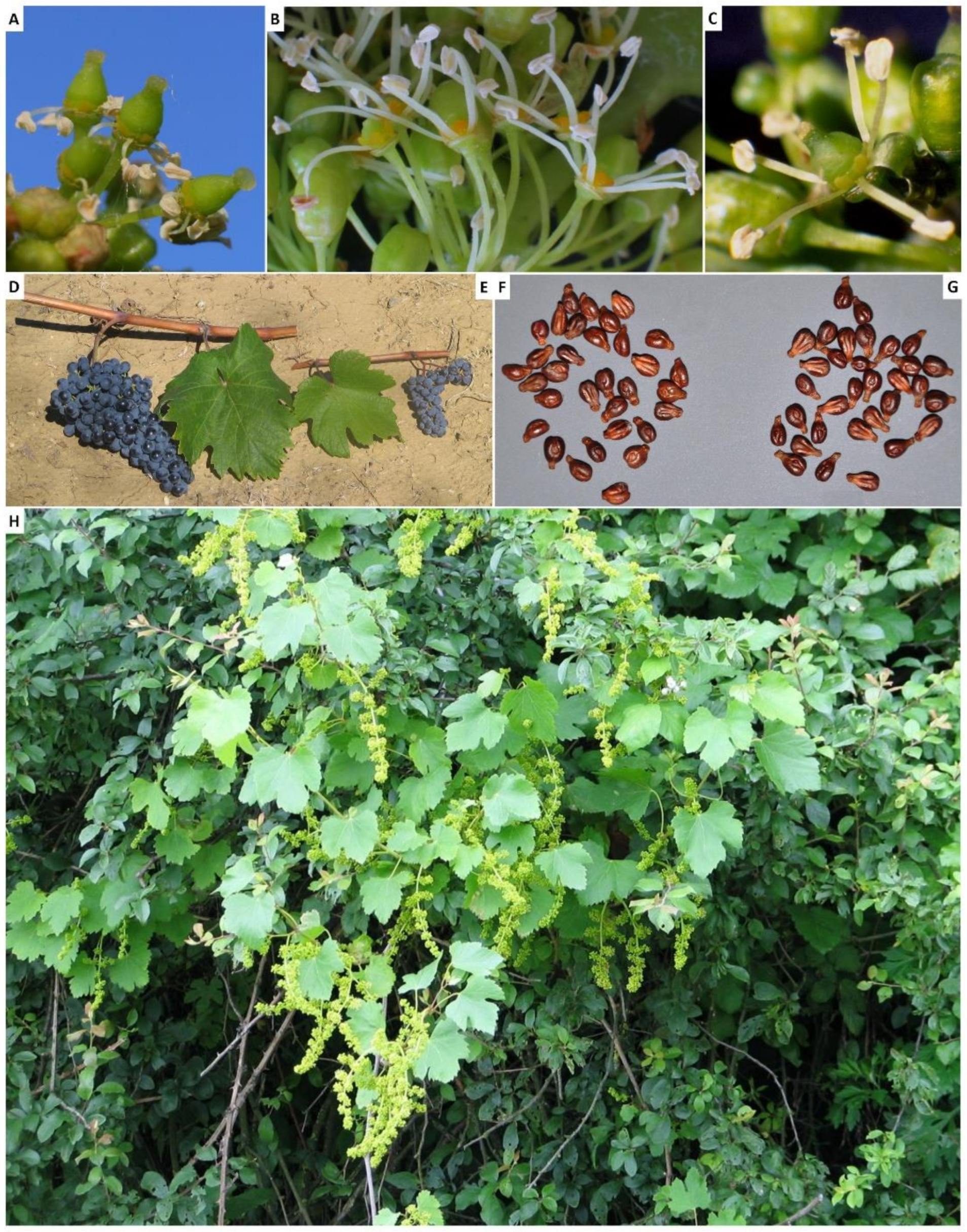 Common Grapevine Pest and Diseases - Wikifarmer