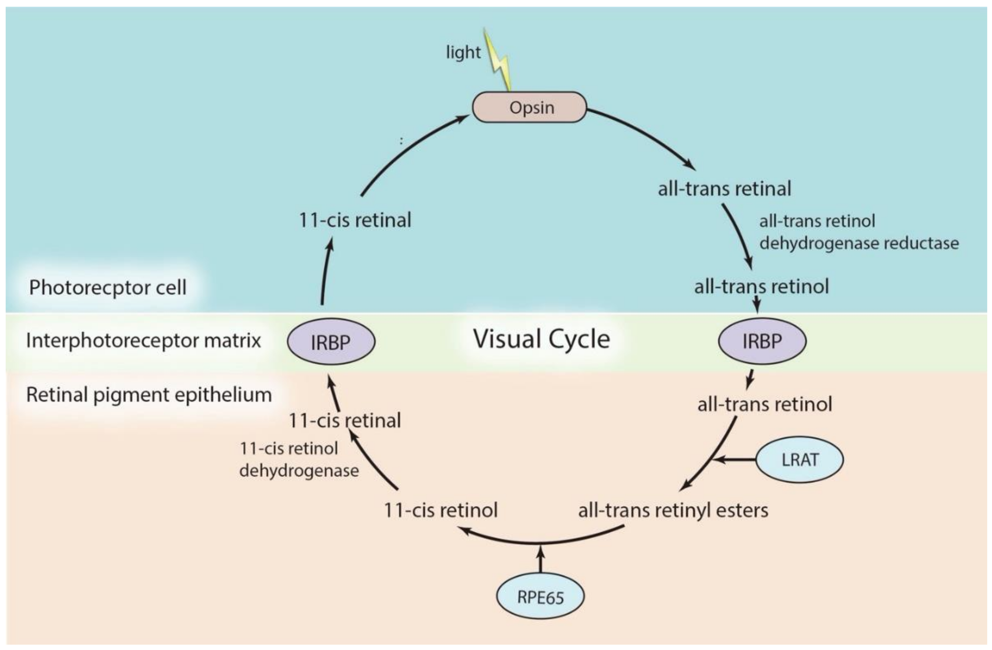 Ijms 22 04534 g001 Ijms 22 04534 g001