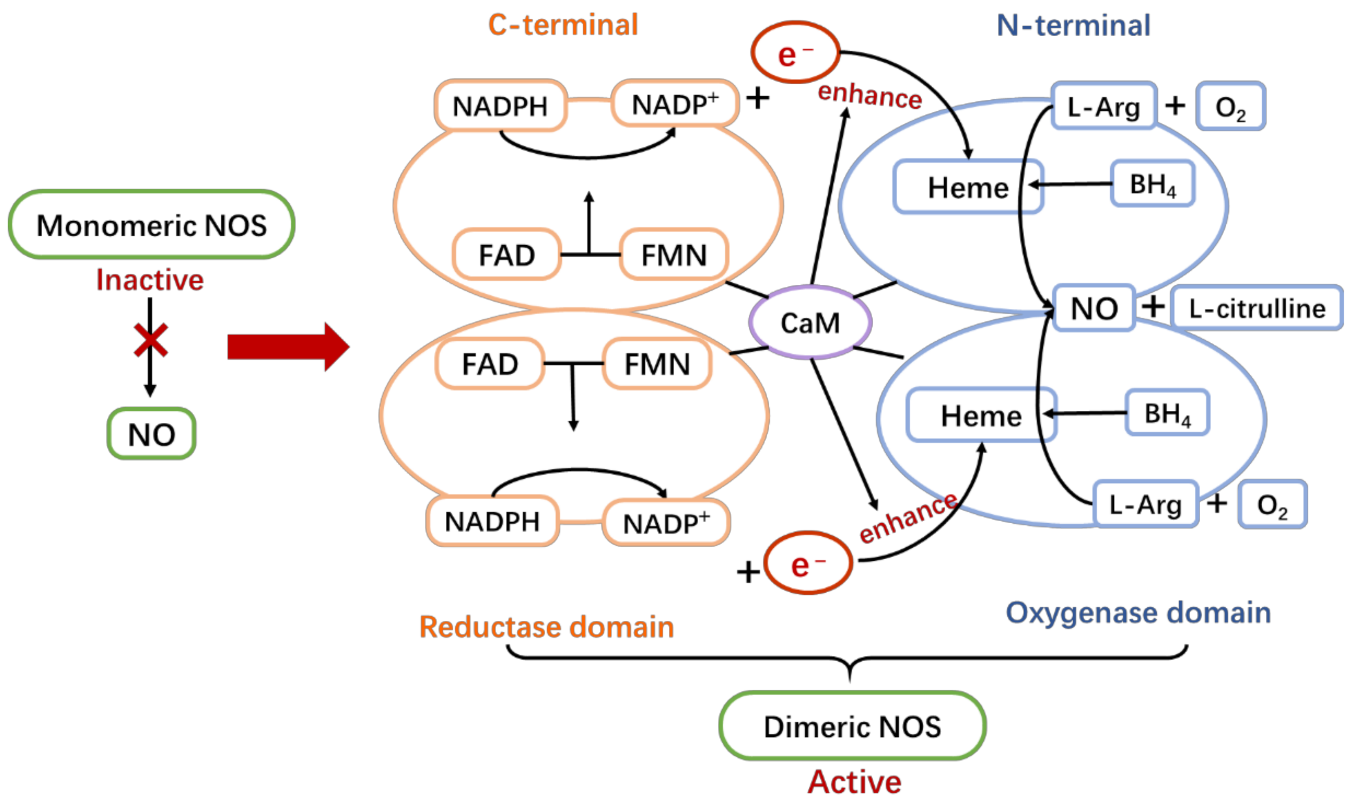 IJMS Free FullText The Roles of Nitric Oxide Synthase/Nitric Oxide