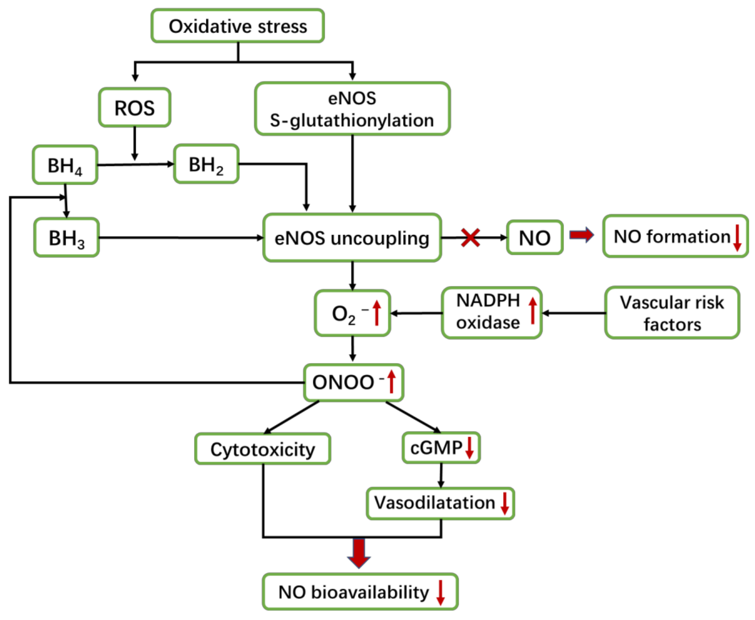 IJMS Free FullText The Roles of Nitric Oxide Synthase/Nitric Oxide