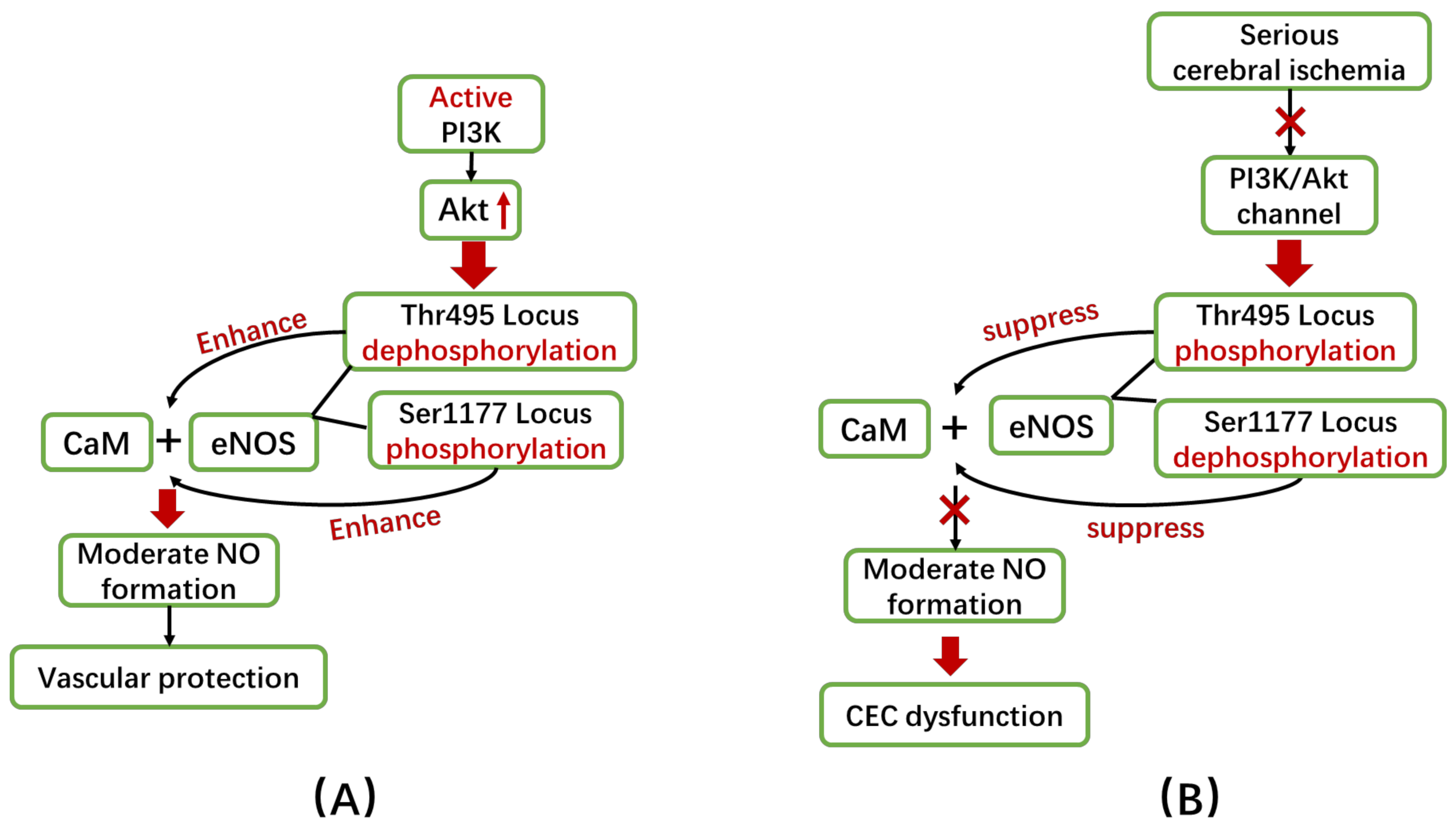 IJMS Free FullText The Roles of Nitric Oxide Synthase/Nitric Oxide