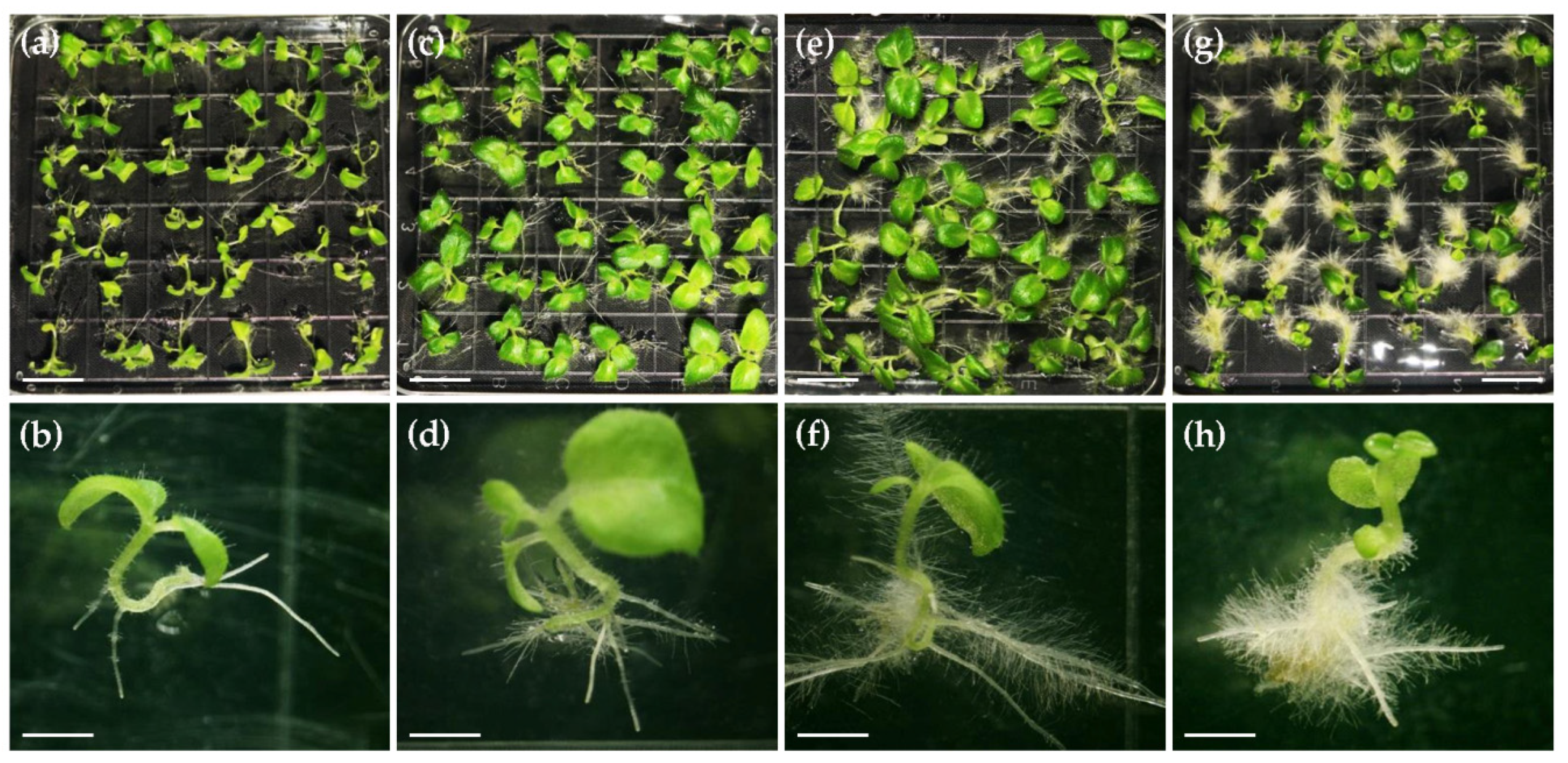 Ijms 22 04544 g002 Ijms 22 04544 g002