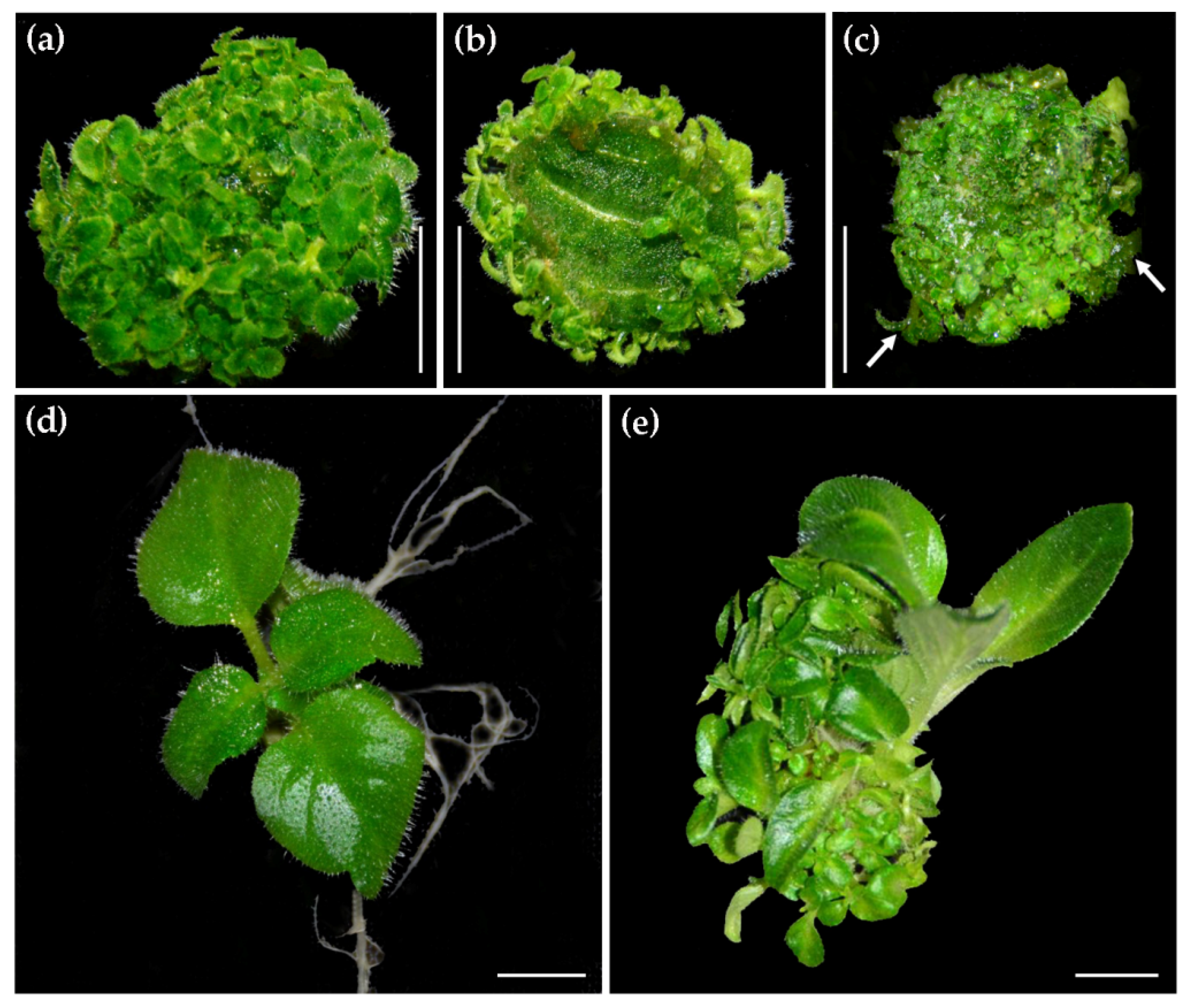 Ijms 22 04544 g003 Ijms 22 04544 g003