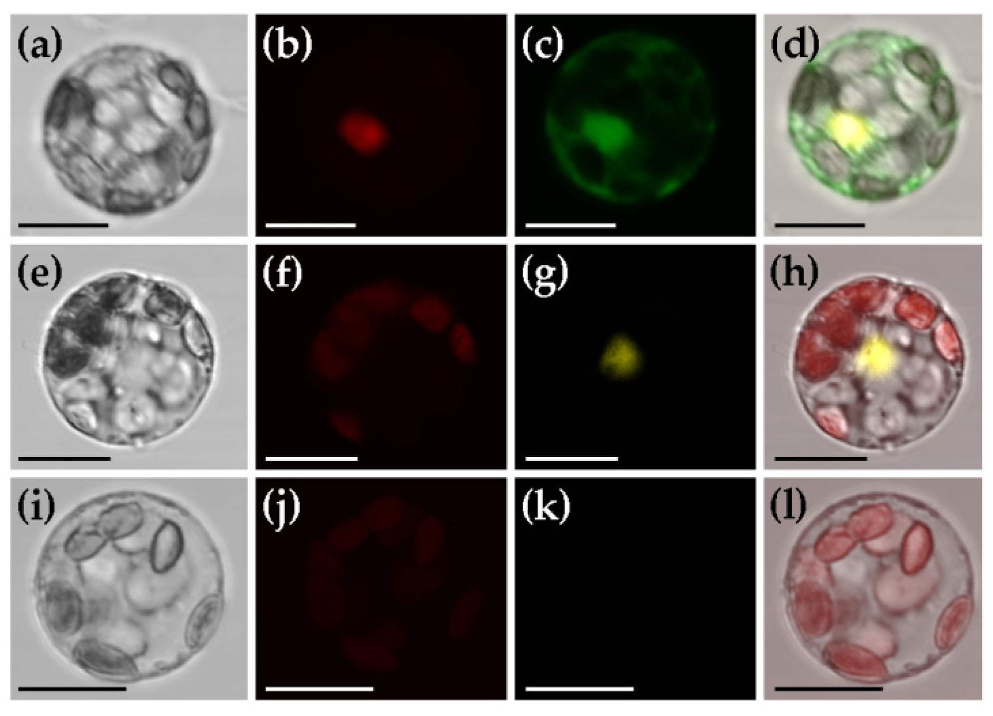 Ijms 22 04544 g006 Ijms 22 04544 g006