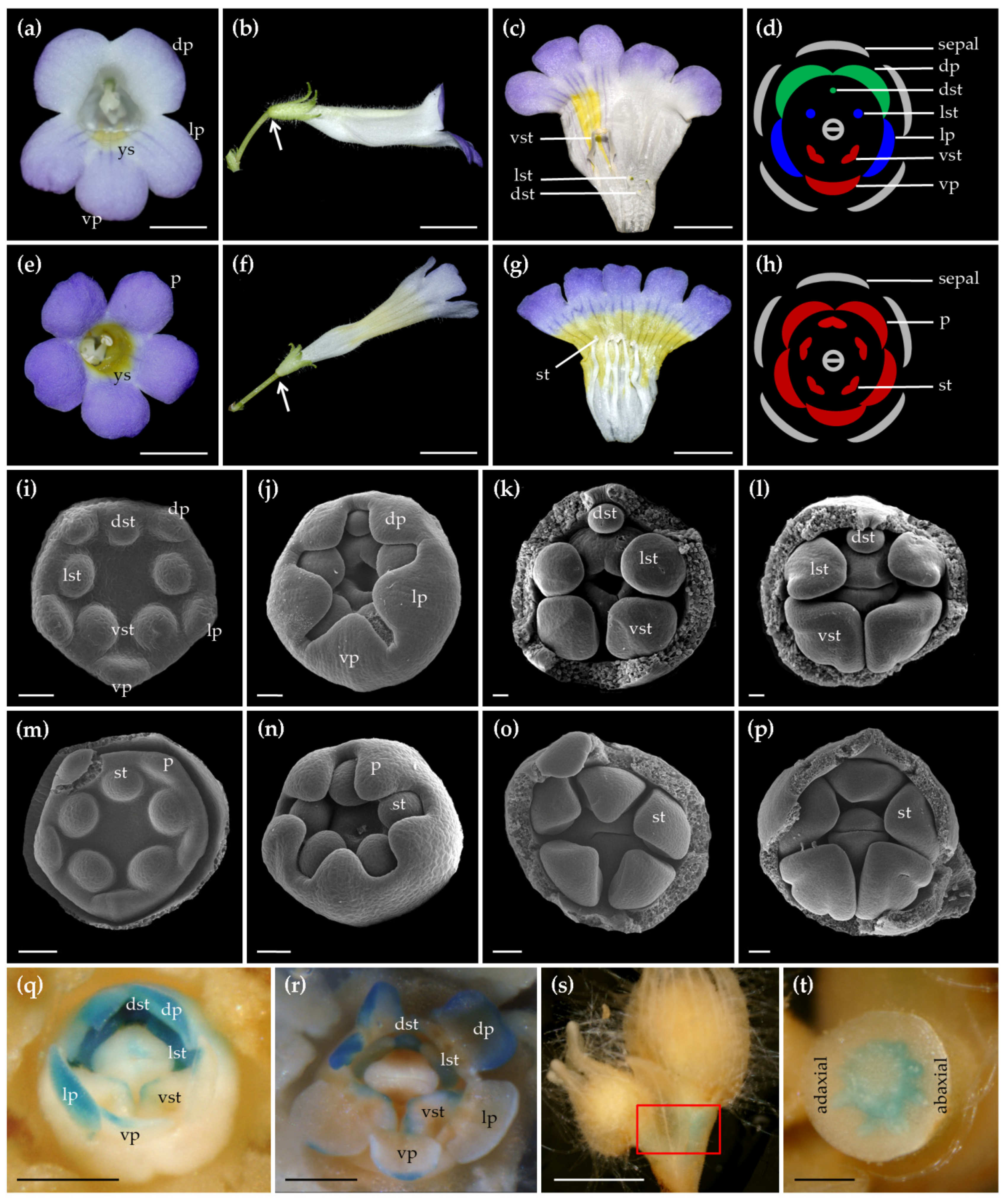 Ijms 22 04544 g007 Ijms 22 04544 g007